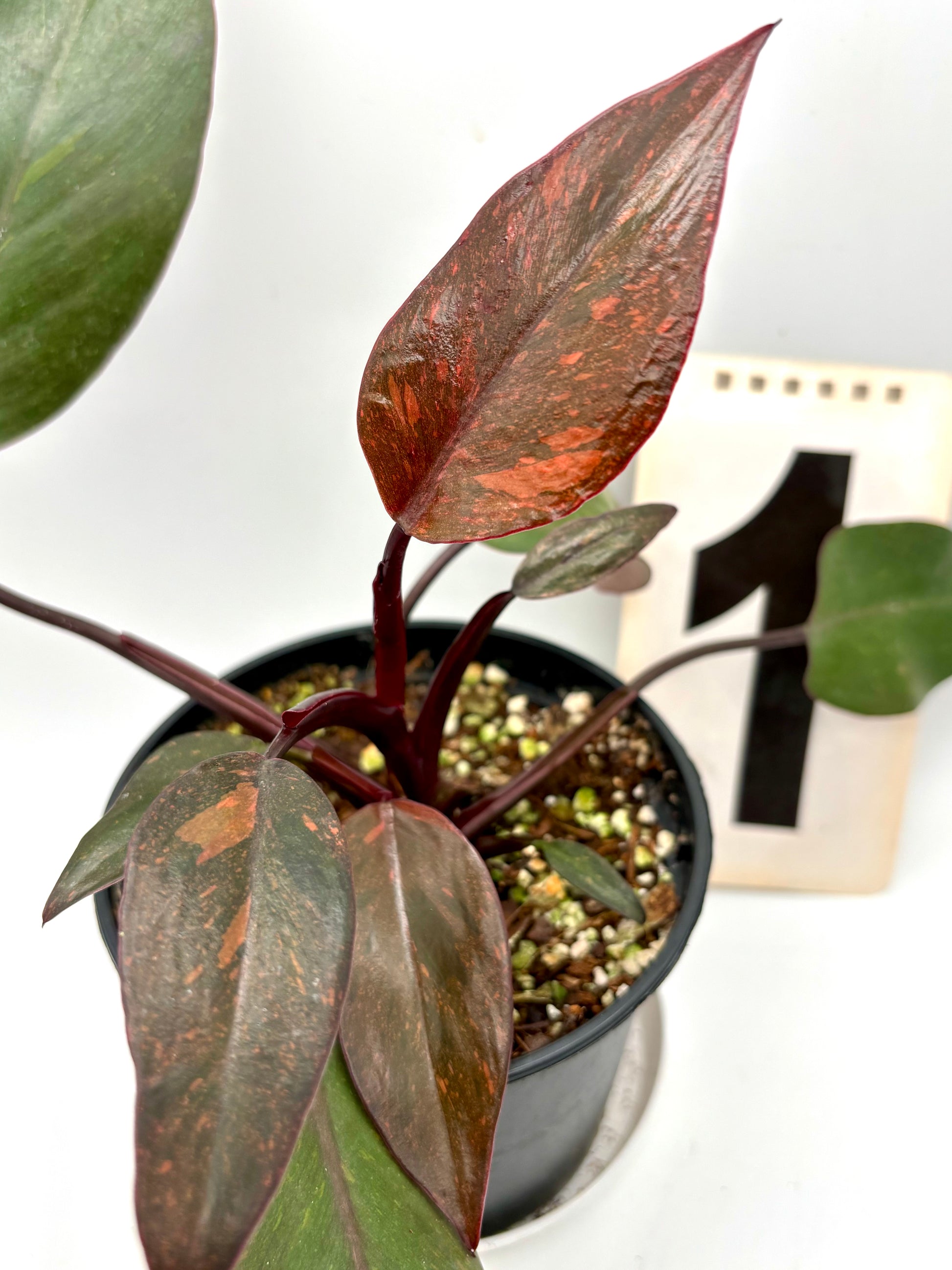 Philodendron Orange Princess - Exotic-Flowers