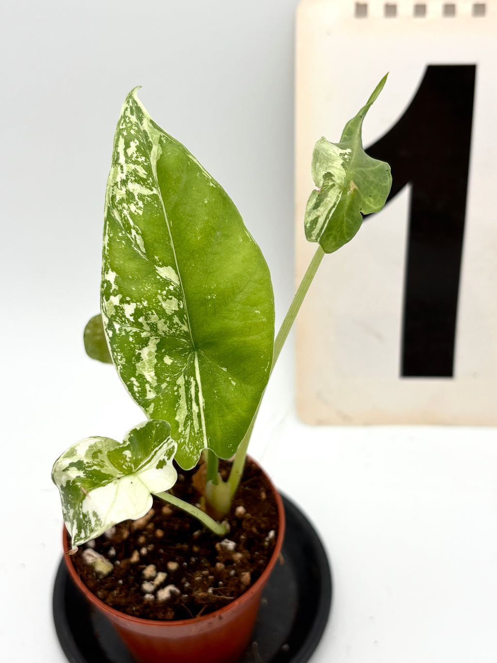 Alocasia Simpo Albo Variegata Pflanze mit weißen und grünen Blättern, exotische Zimmerpflanze von Exotic-Flowers
