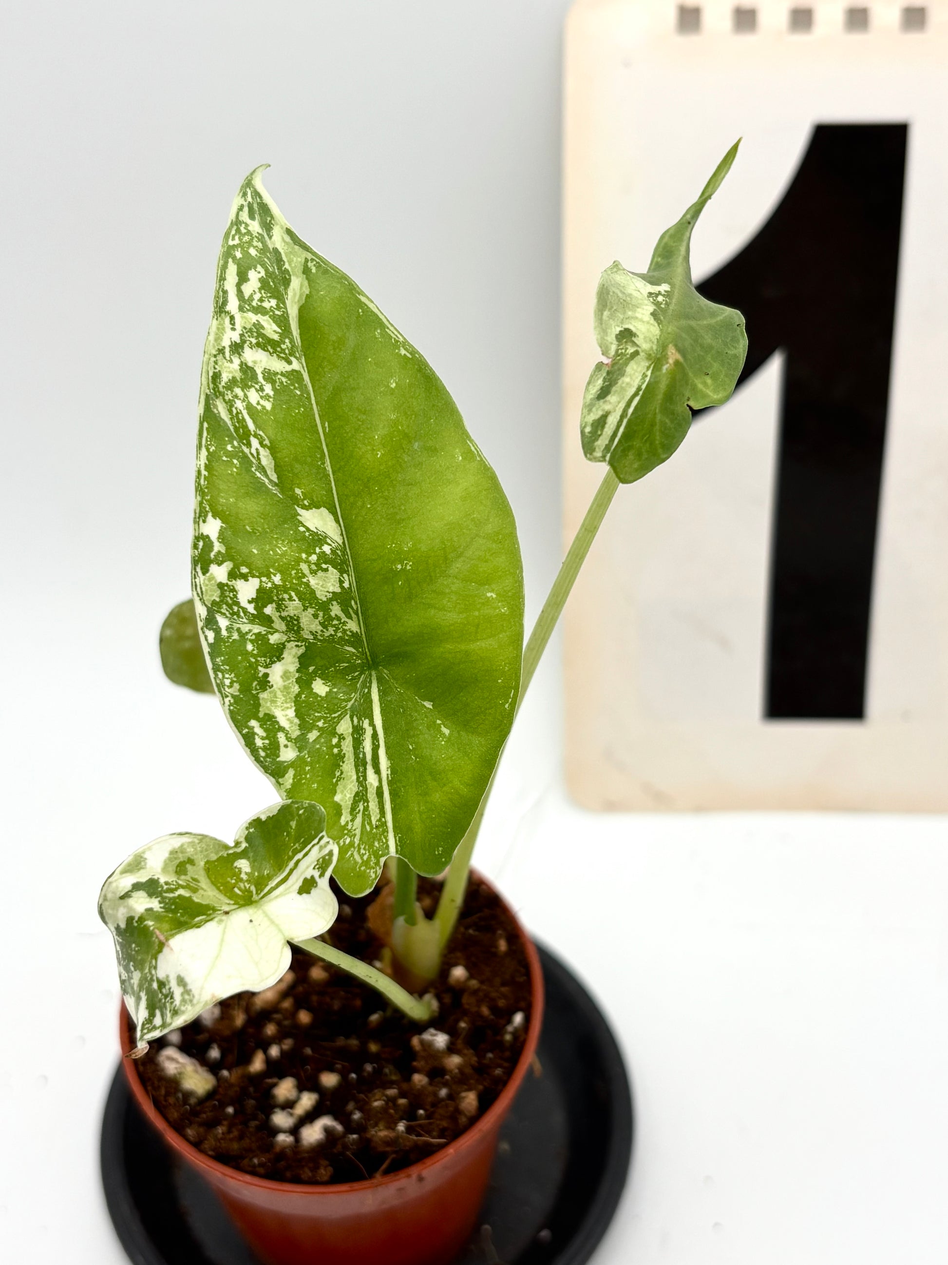 Alocasia Simpo Albo Variegata Pflanze mit weißen und grünen Blättern, exotische Zimmerpflanze von Exotic-Flowers