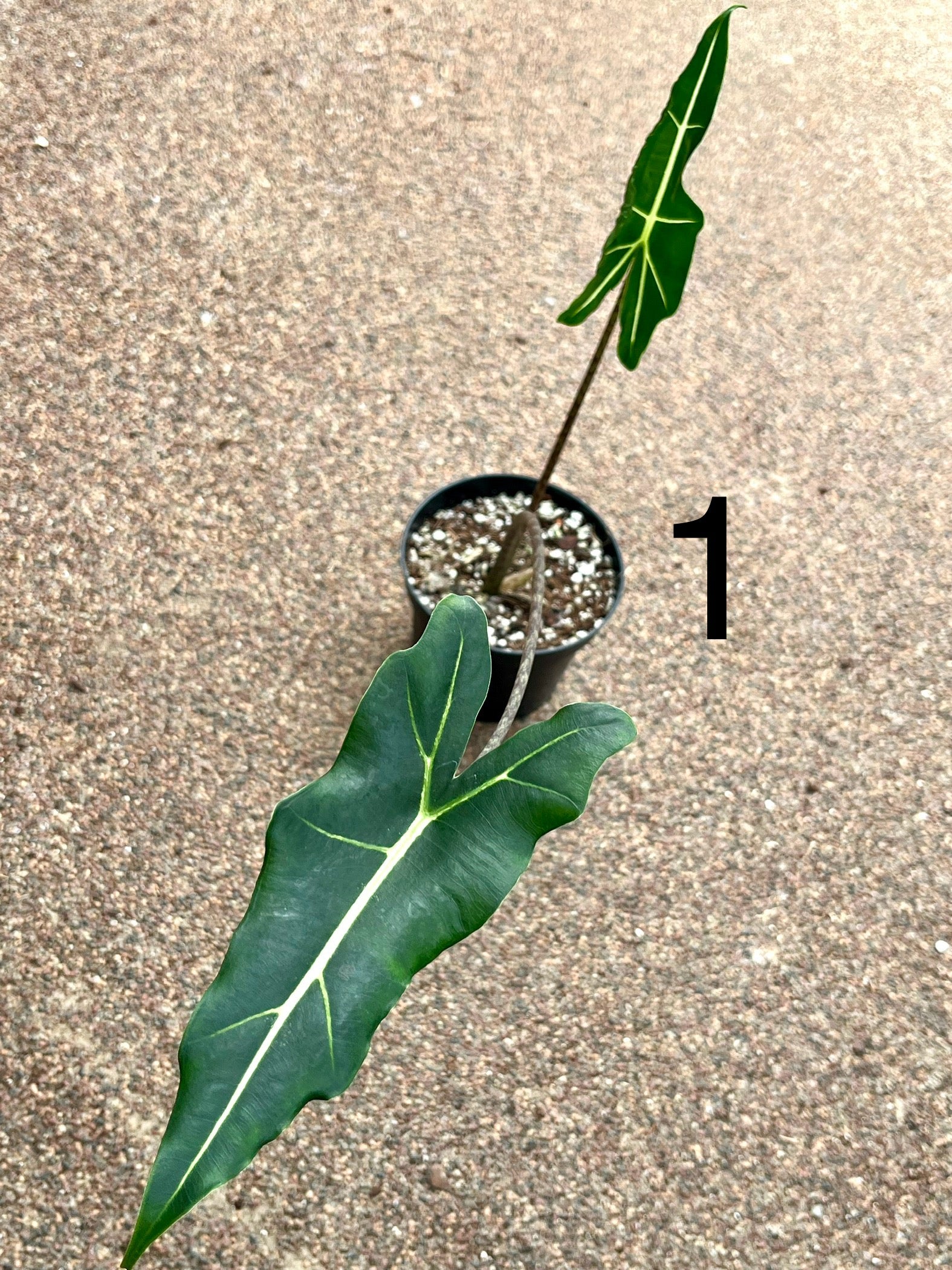 Alocasia Sarian