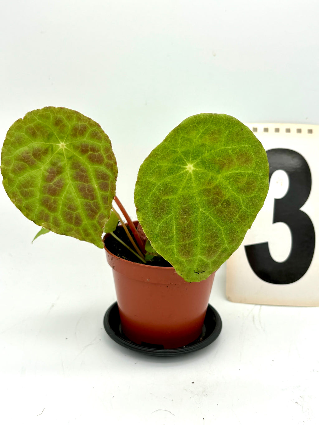 Bengonia Phuthoensis Pflanze mit grünen Blättern und roten Blüten, von Exotic-Flowers, Nahaufnahme der Blüten und Blätter