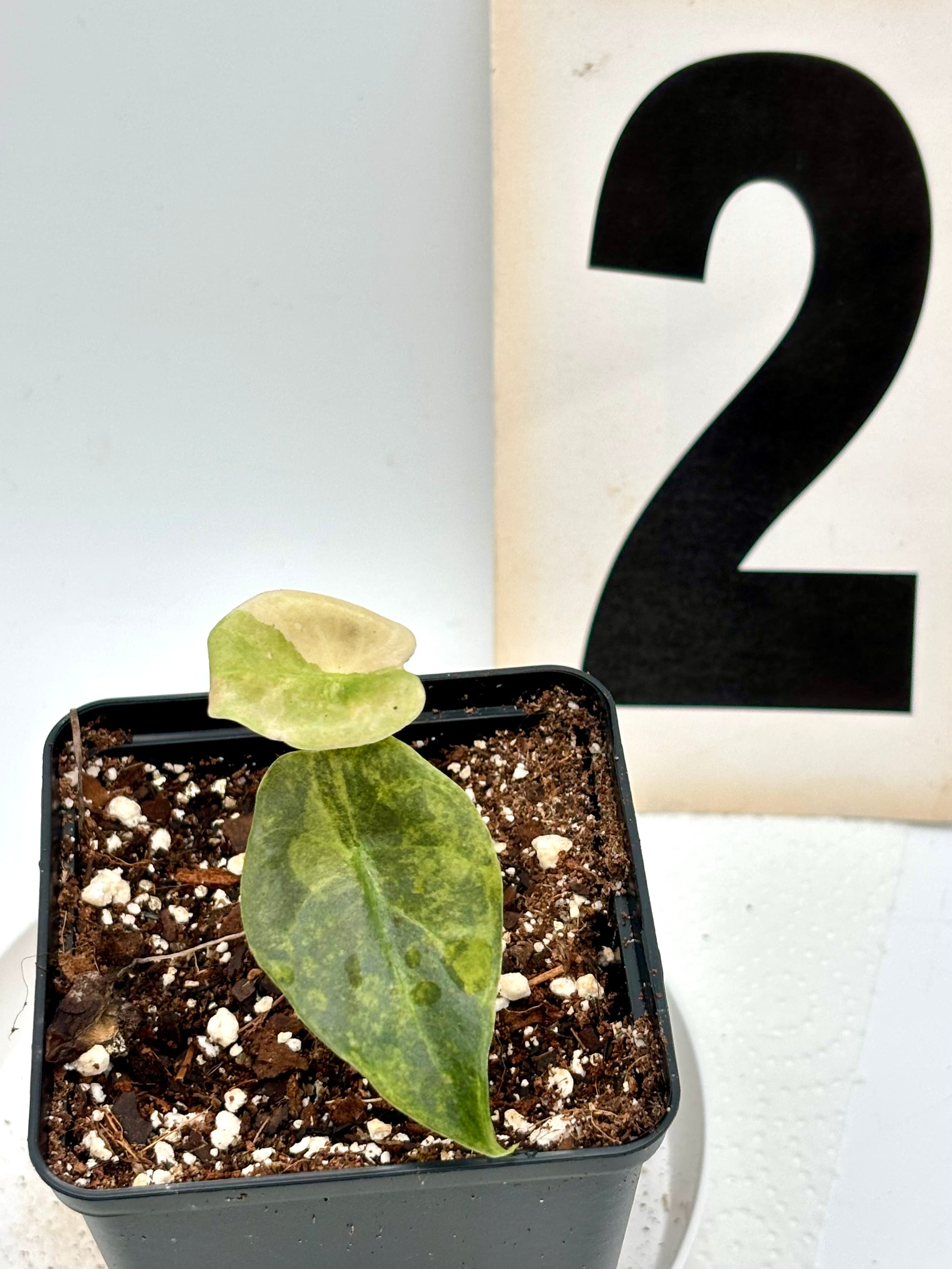 Alocasia Sedenii Aurea Variegata