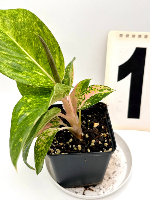 Aglaonema Pink Emerald - Exotic-Flowers