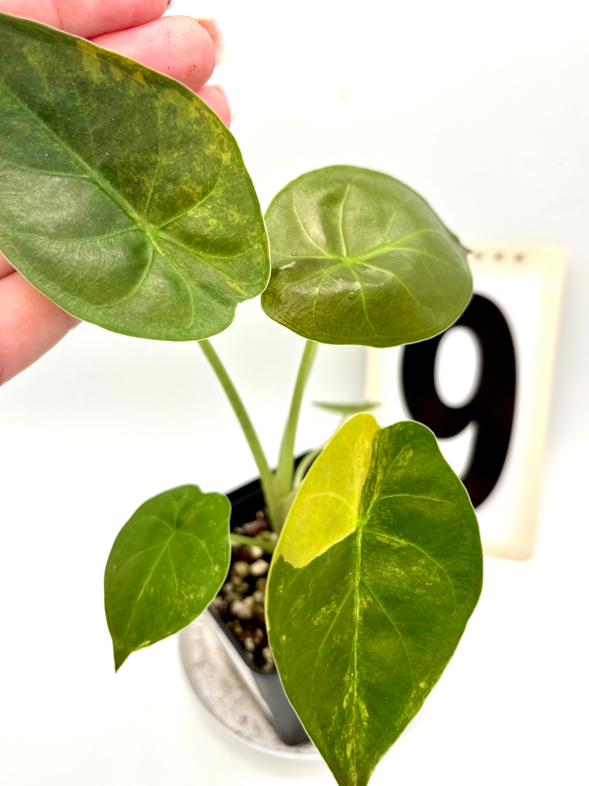 Alocasia Wentii (Sunset) Variegata