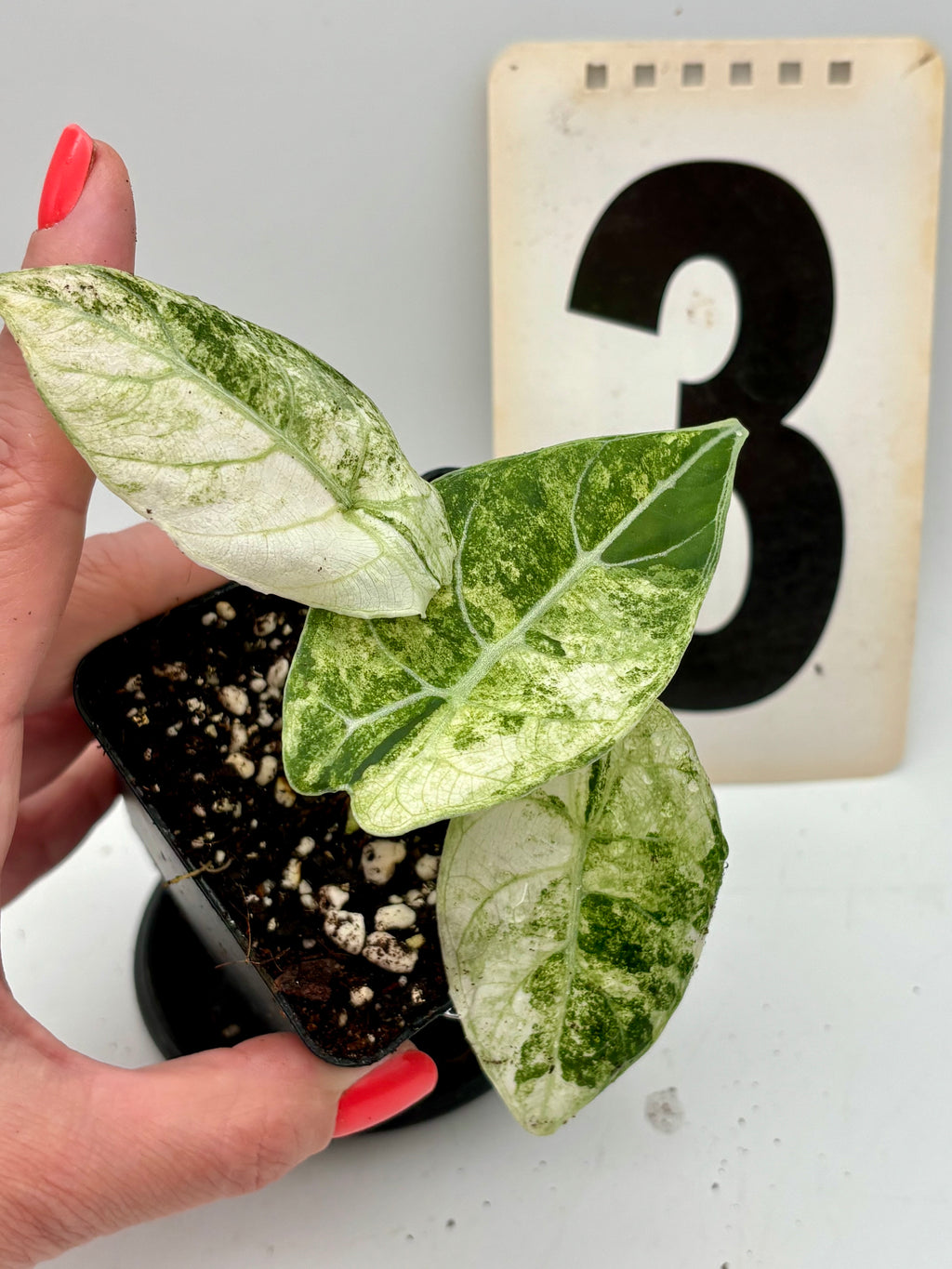 Alocasia Watsoniana Doff Variegata Pflanze mit grün-weißen, variierten Blättern, exotische Zimmerpflanze von Exotic-Flowers