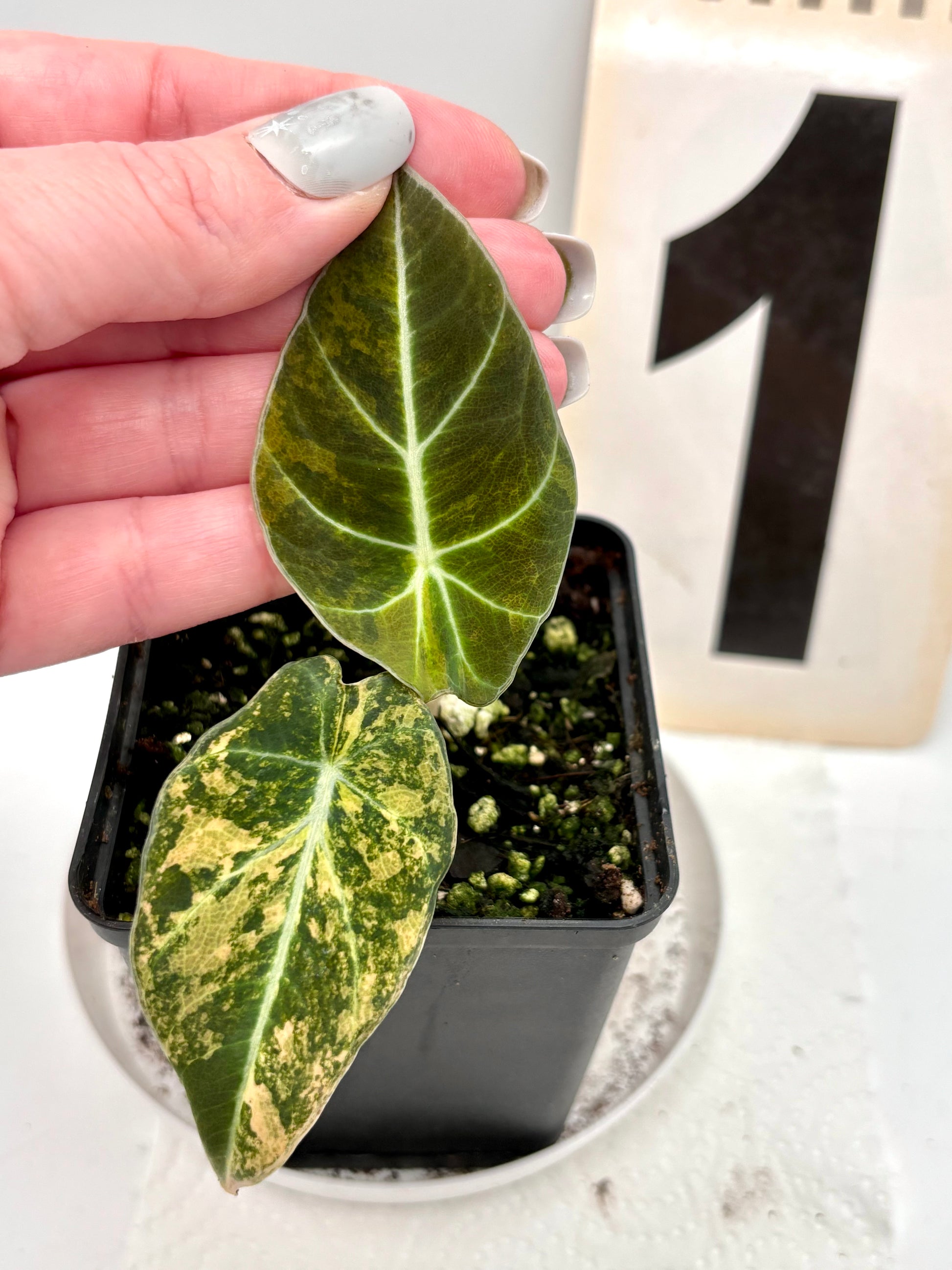 Alocasia Black Velvet Aurea Variegata