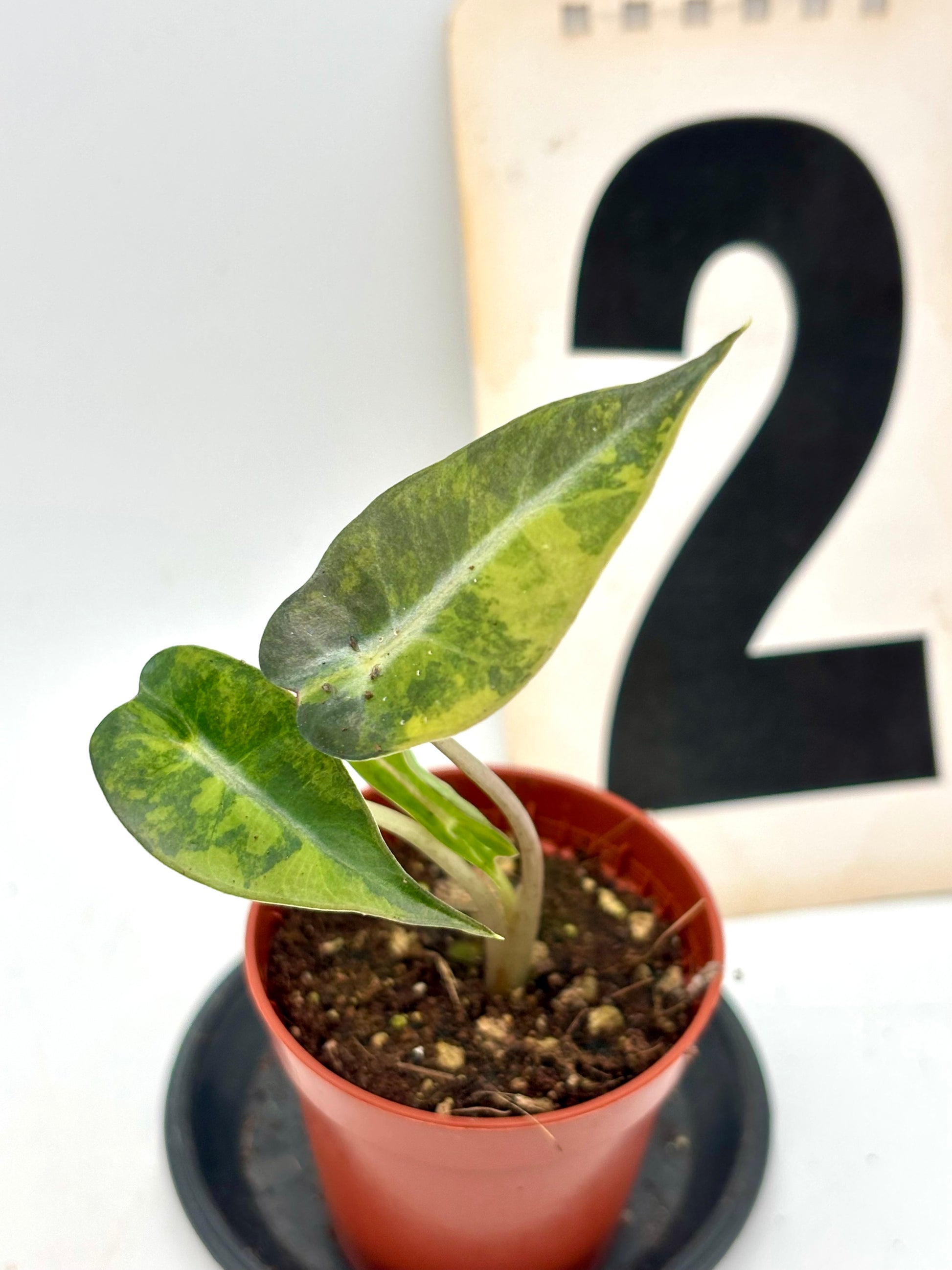 Alocasia Bambino Aurea Variegata