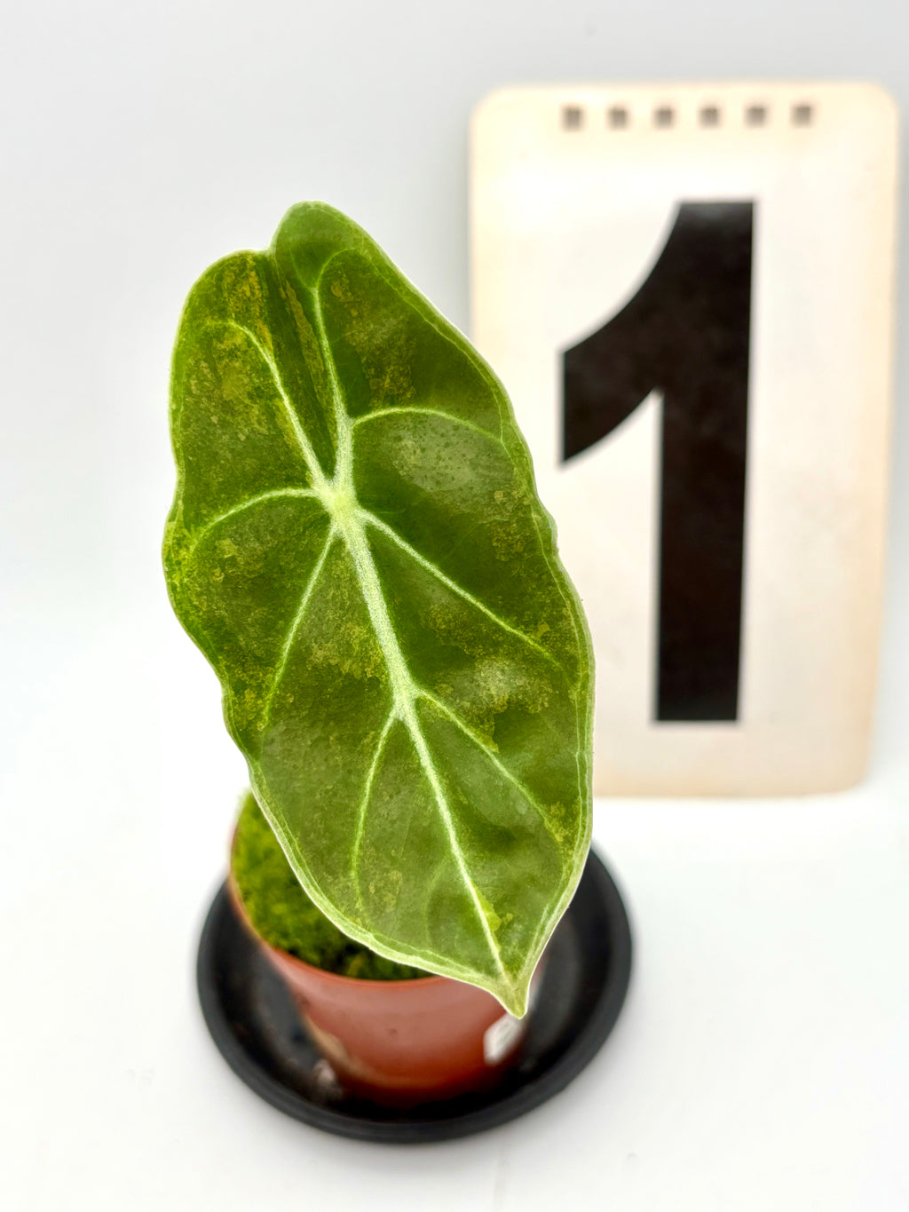 Alocasia Watsoniana Red Vein Variegata