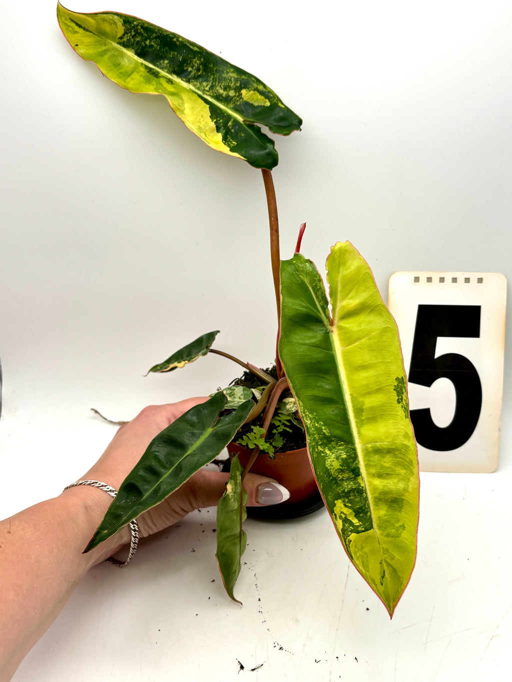 Philodendron Billietiae Variegata