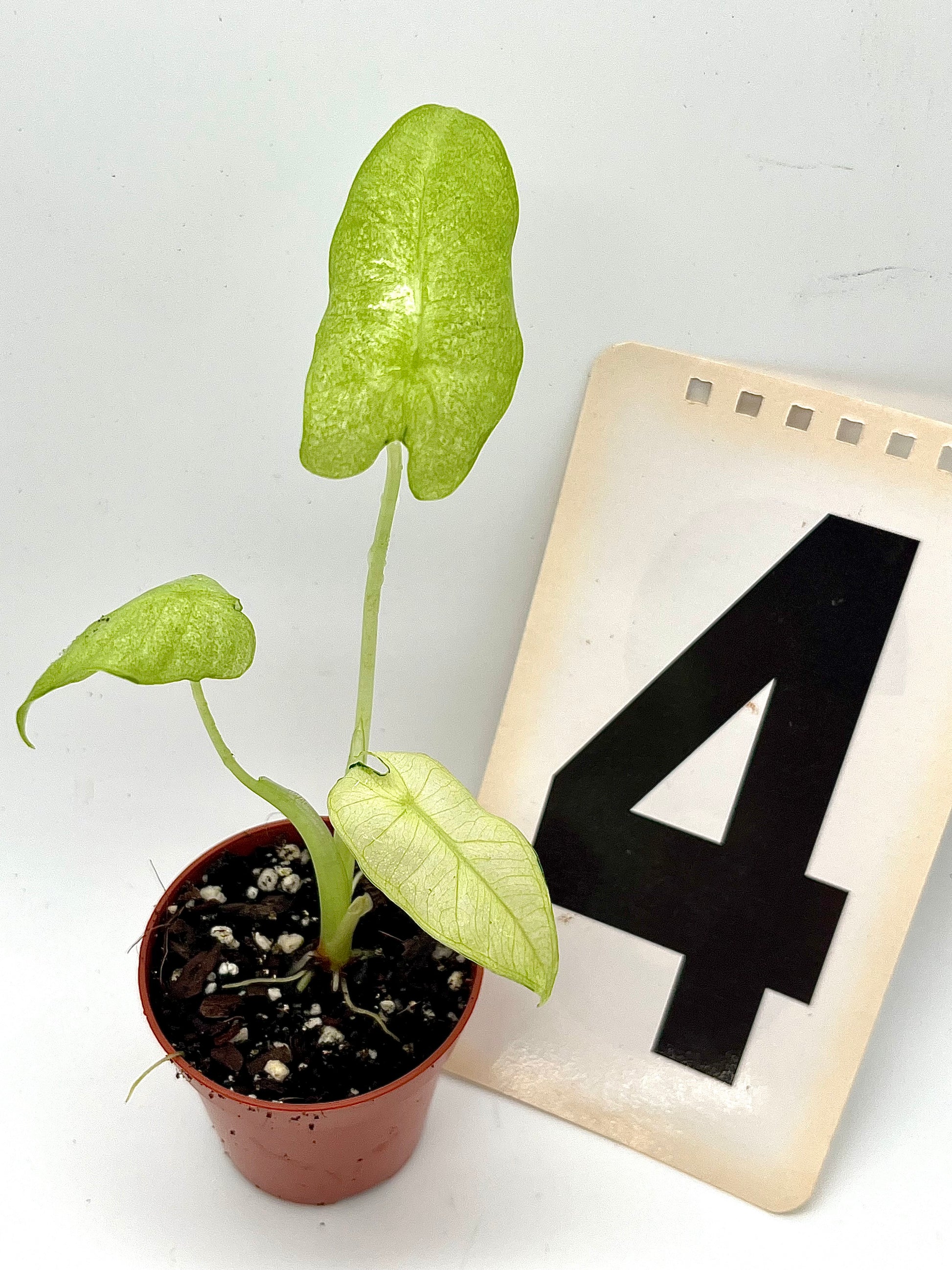 Alocasia Frydek Mint