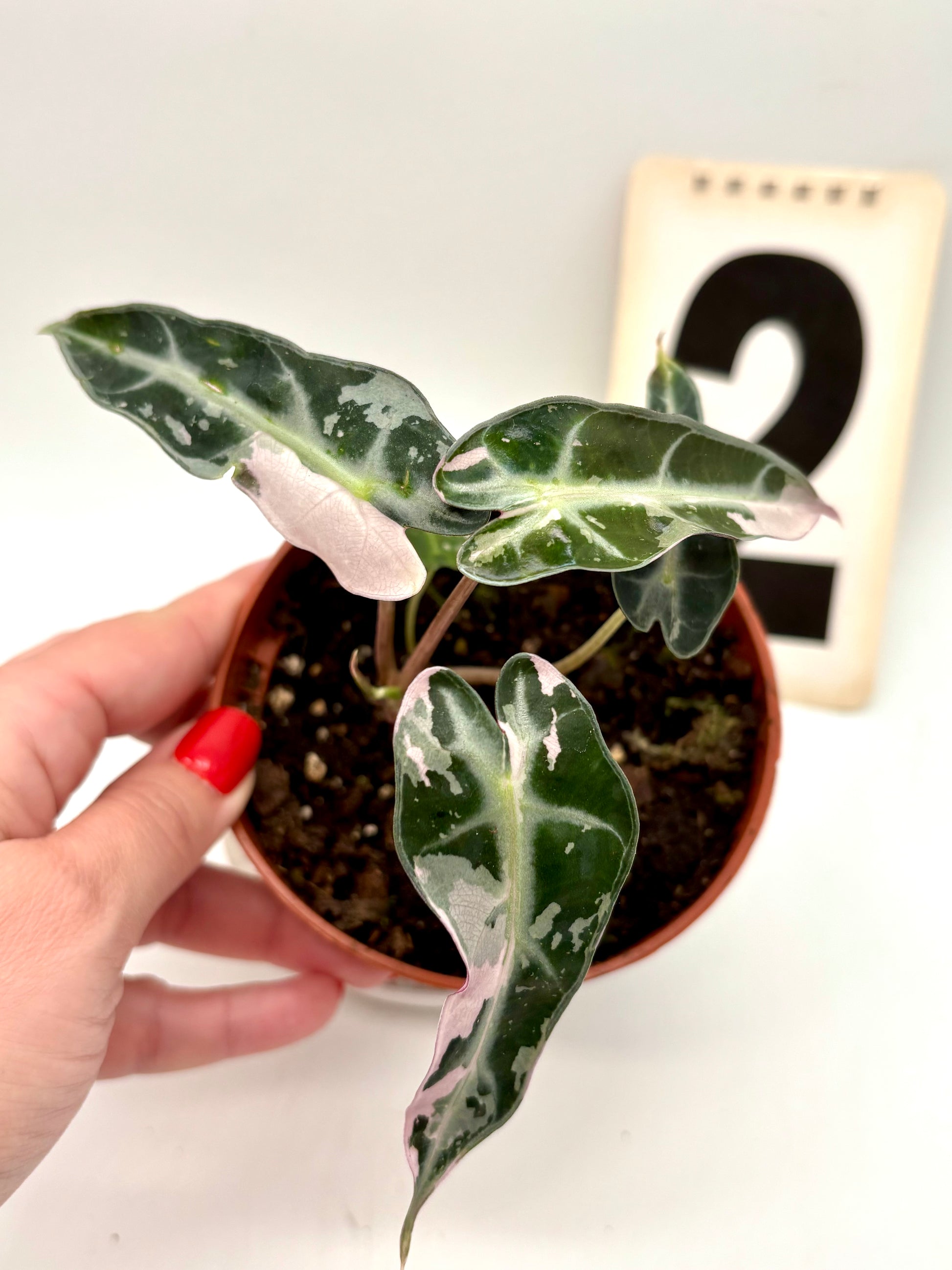 Alocasia Bambino Variegata