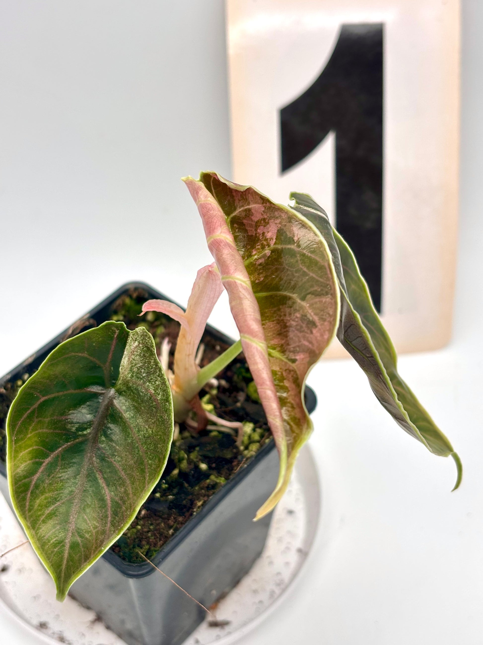 Alocasia Azlanii Variegata