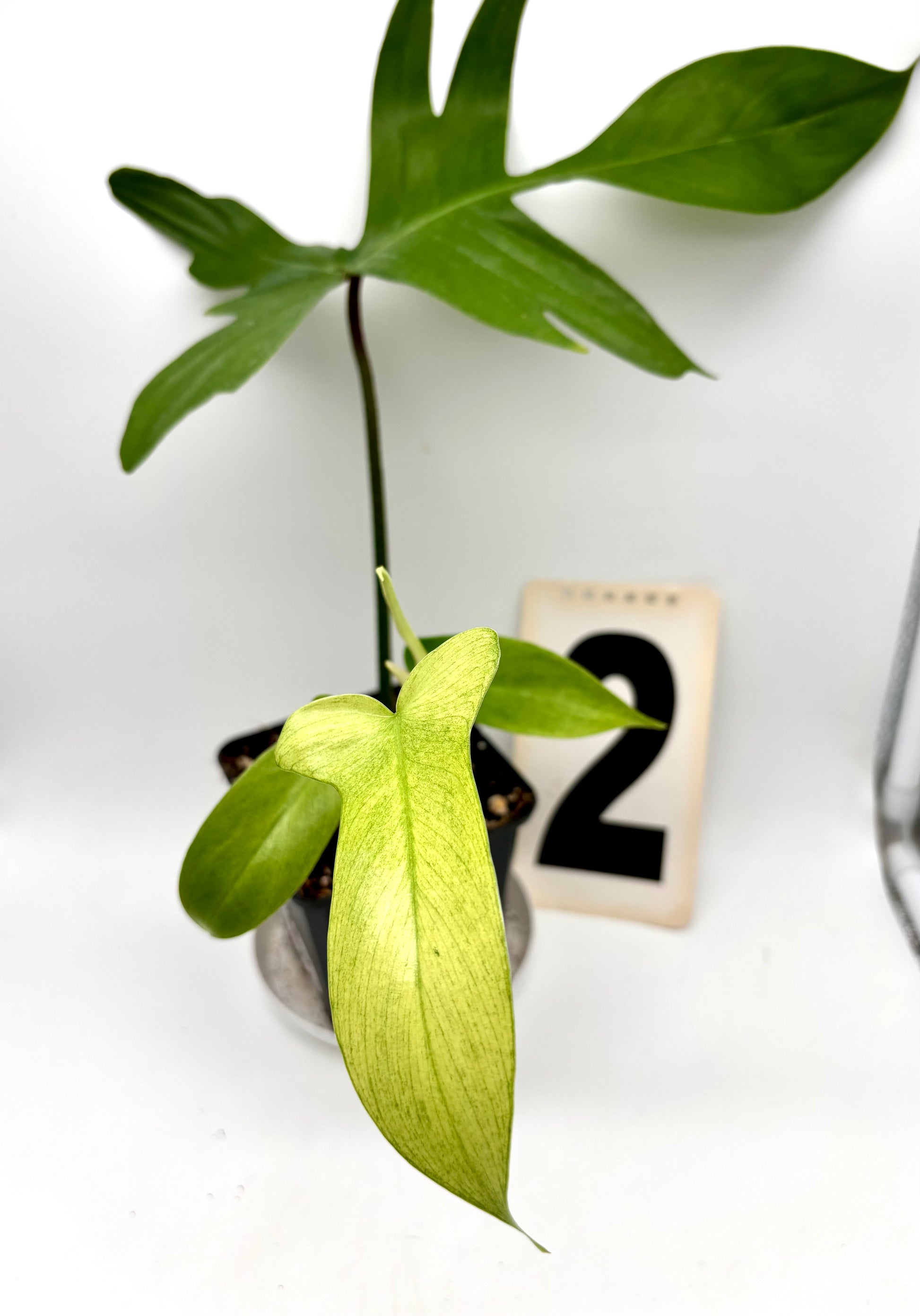 Philodendron Florida Ghost