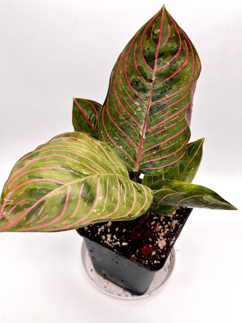 Aglaonema Red Army