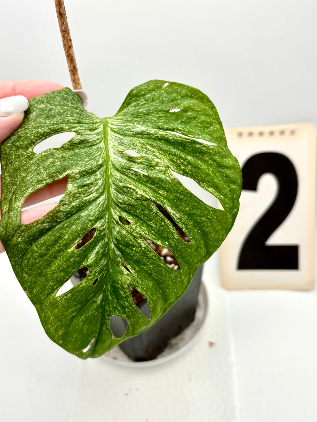 Monstera Adansonii Mint