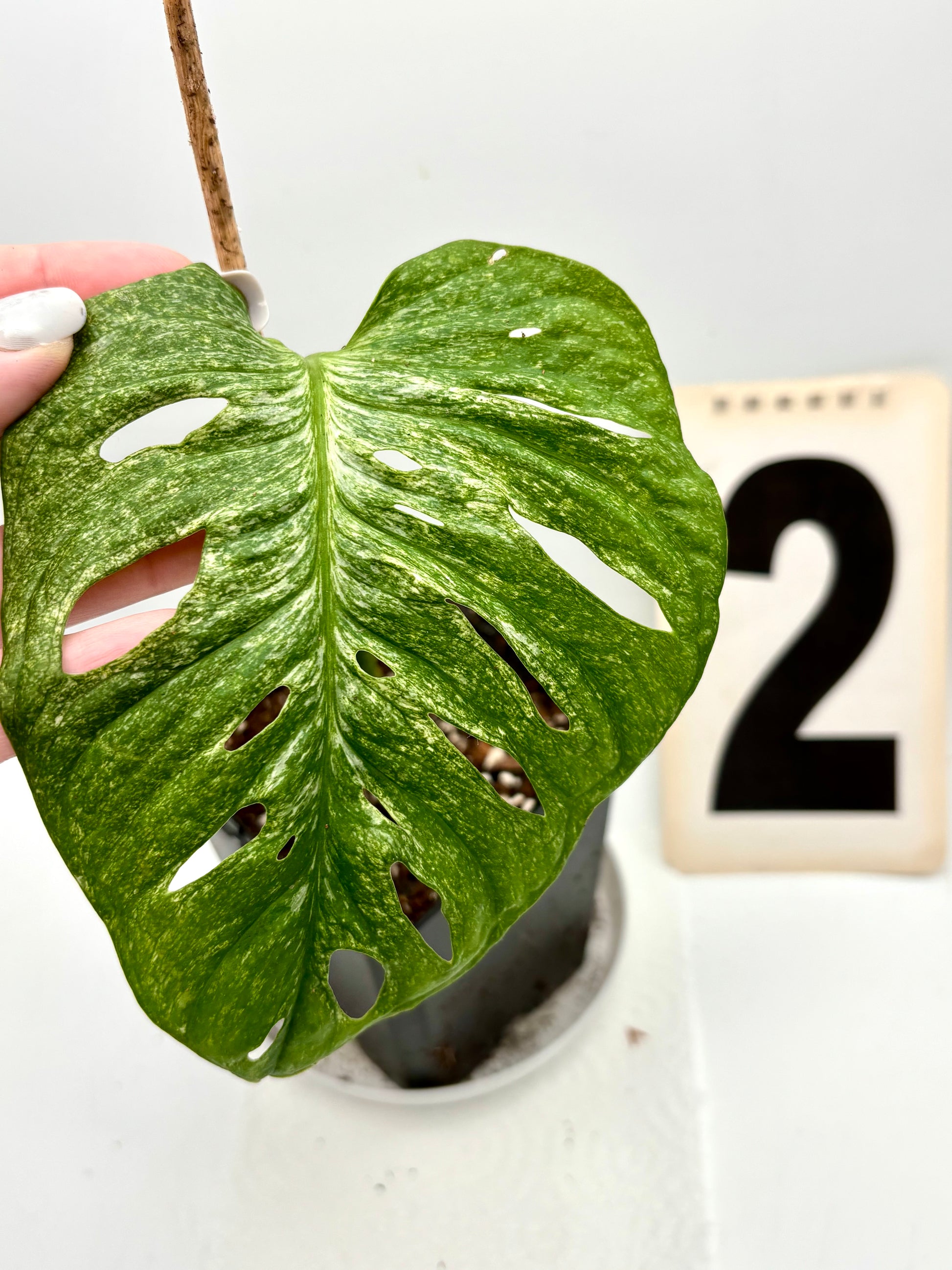 Monstera Adansonii Mint