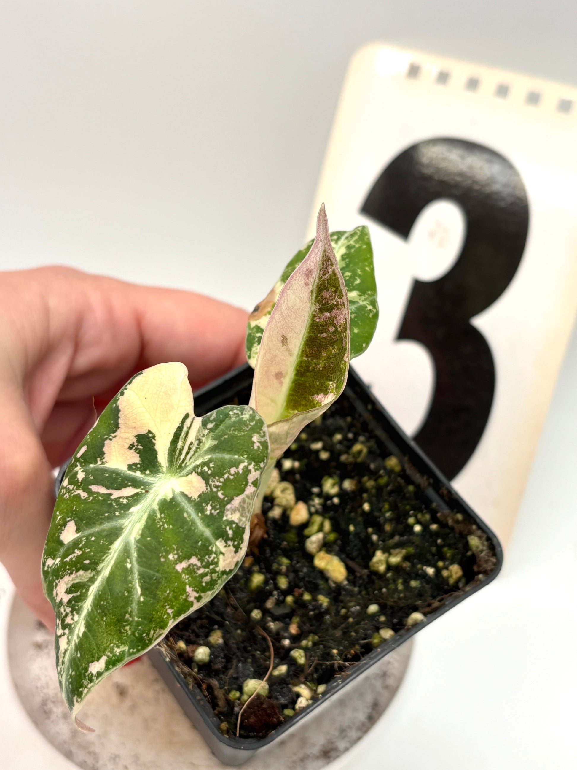 Alocasia Black Velvet Variegata