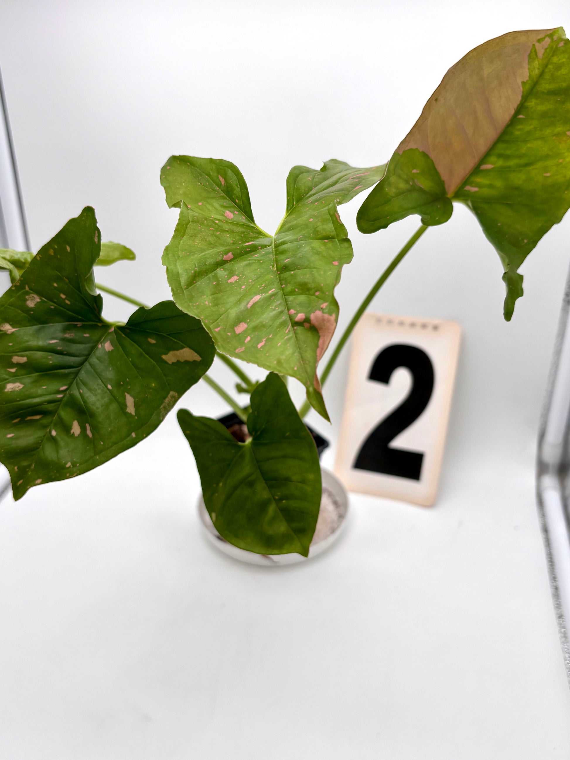 Syngonium Pink Splash Allusion