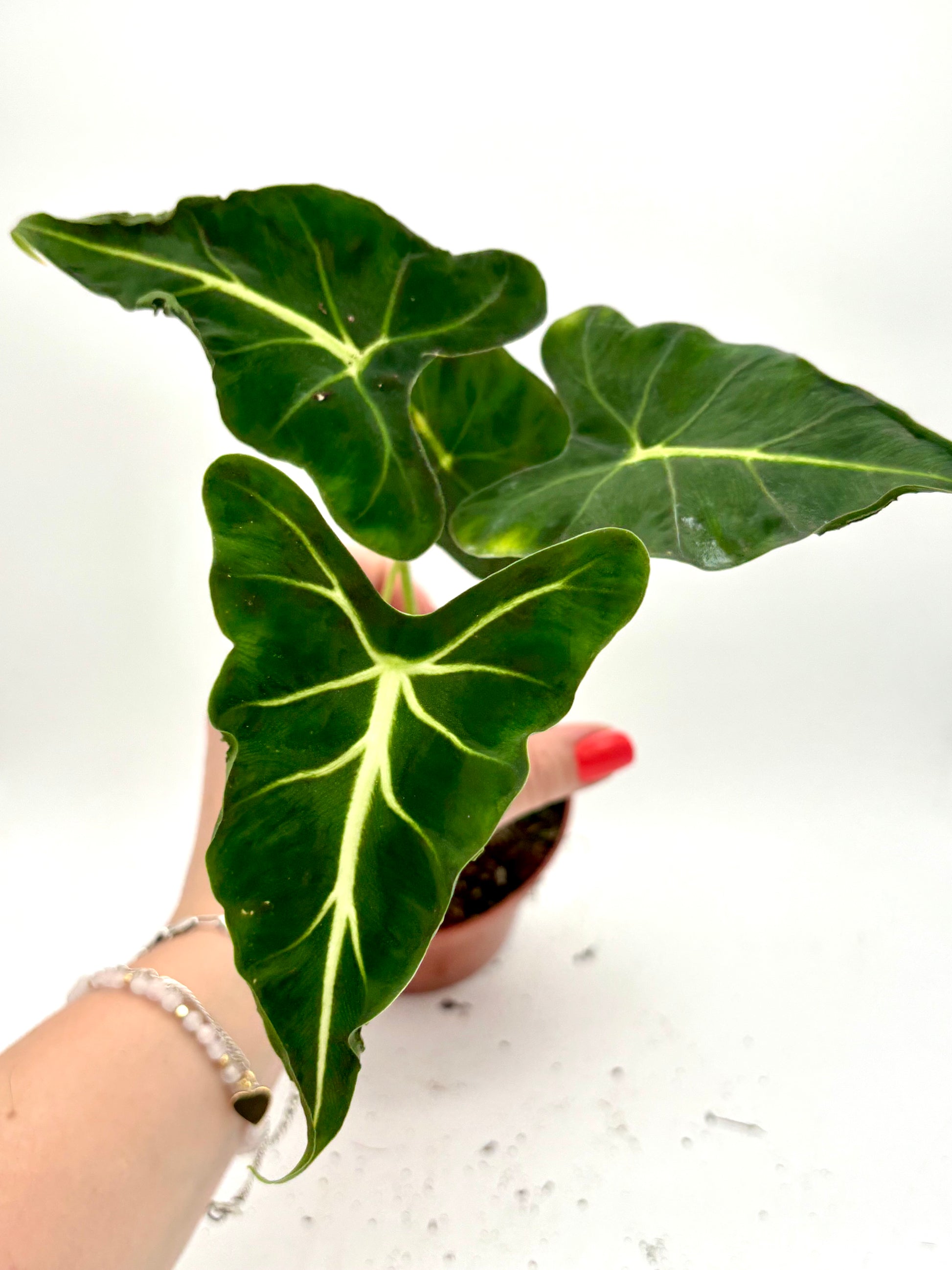 Alocasia Frydek Tattoo / Emerald Tide Pflanze von Exotic-Flowers mit großen, grün-weißen Blättern, im Top auf einer hellen Oberfläche
