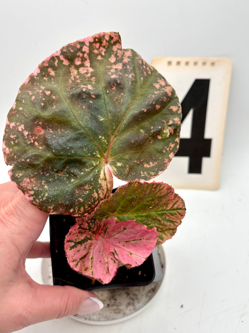 Begonia Midnight Sun