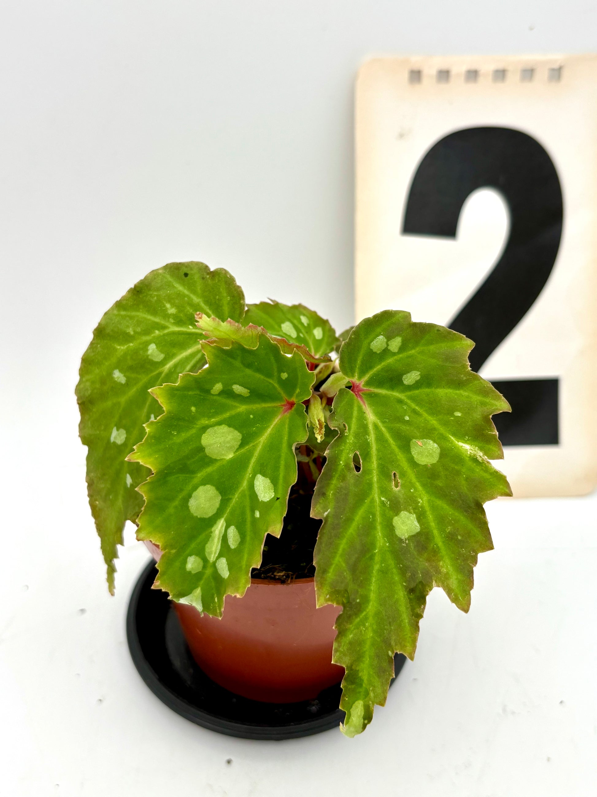 Bengonia Mantuk Pflanze von Exotic-Flowers mit grünen Blättern und bunten Blüten, im Topf auf weißem Hintergrund.