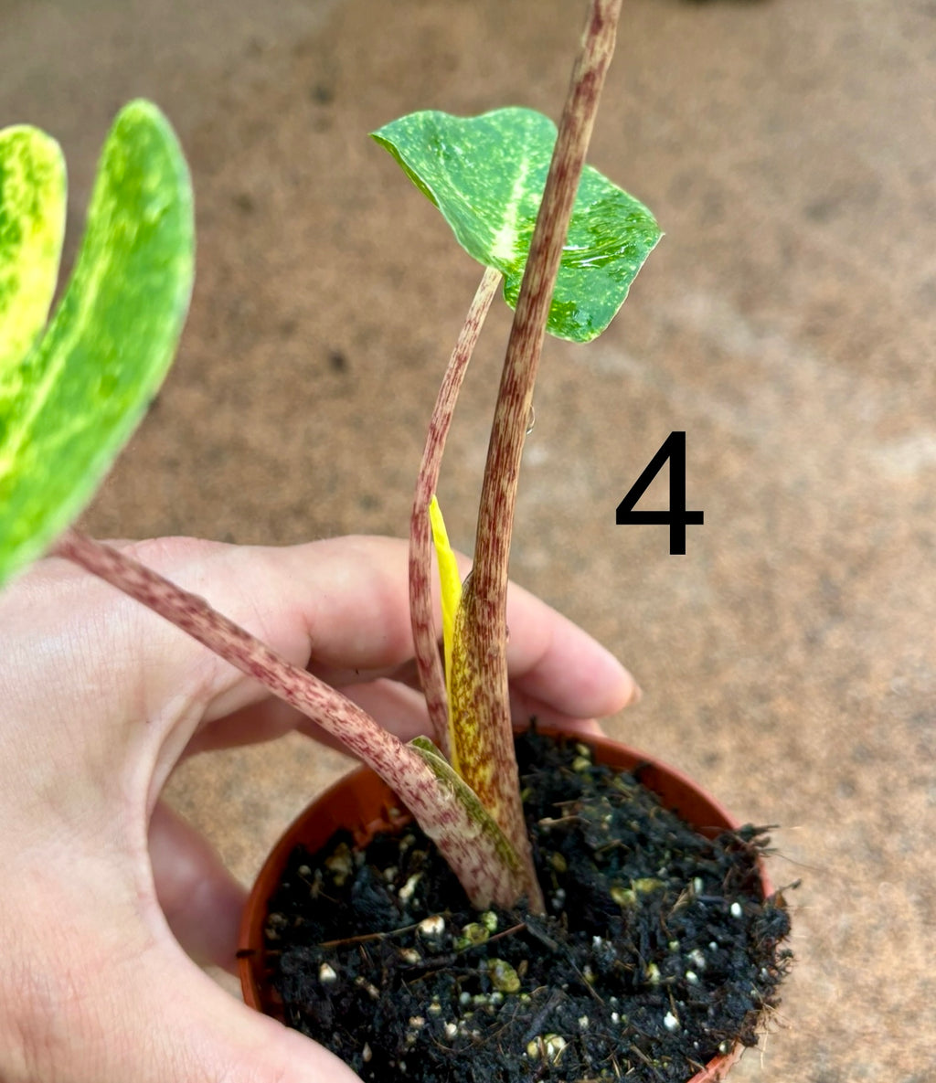Alocasia New Guinea Gold Pflanze mit großen, goldgelben Blättern, exotische Zimmerpflanze von Exotic-Flowers