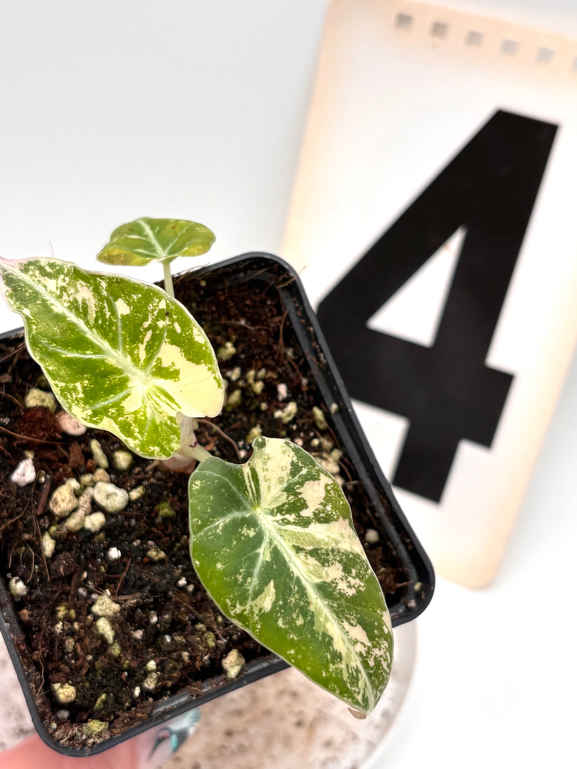 Alocasia Black Velvet Variegata