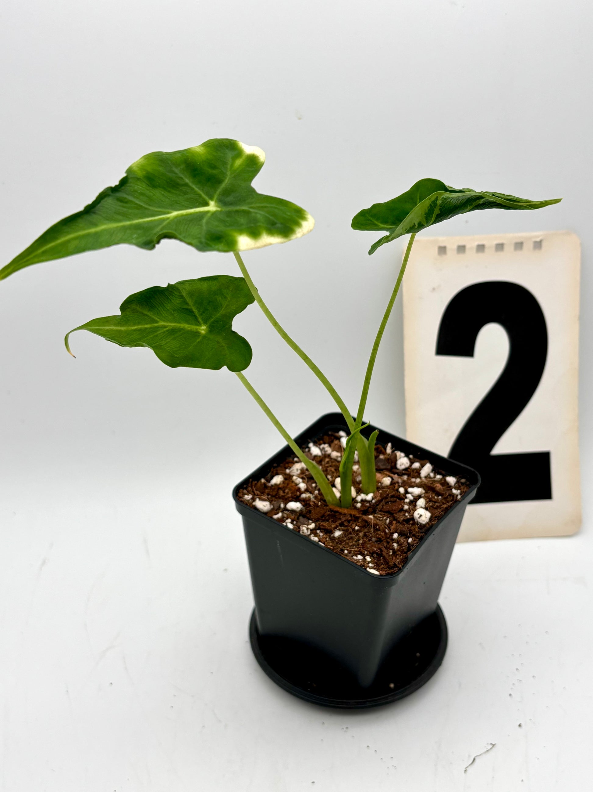Alocasia Frydek Tattoo von Exotic-Flowers mit großen, grün schattierten Blättern und auffälligen Mustern