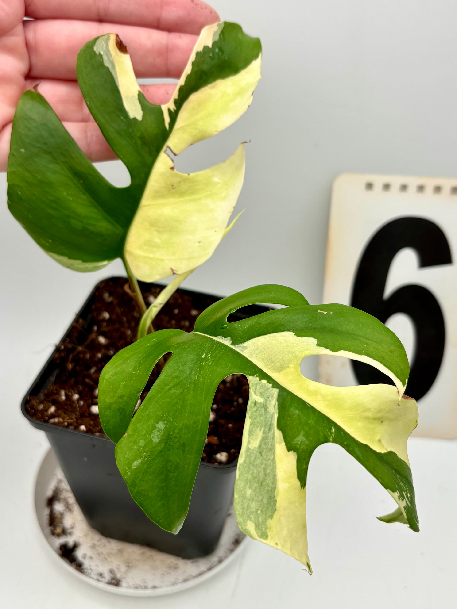 philodendron minima variegated Rhaphidophora Tetrasperma Albo Variegata / Monstera Minima – Exotic-Flowers