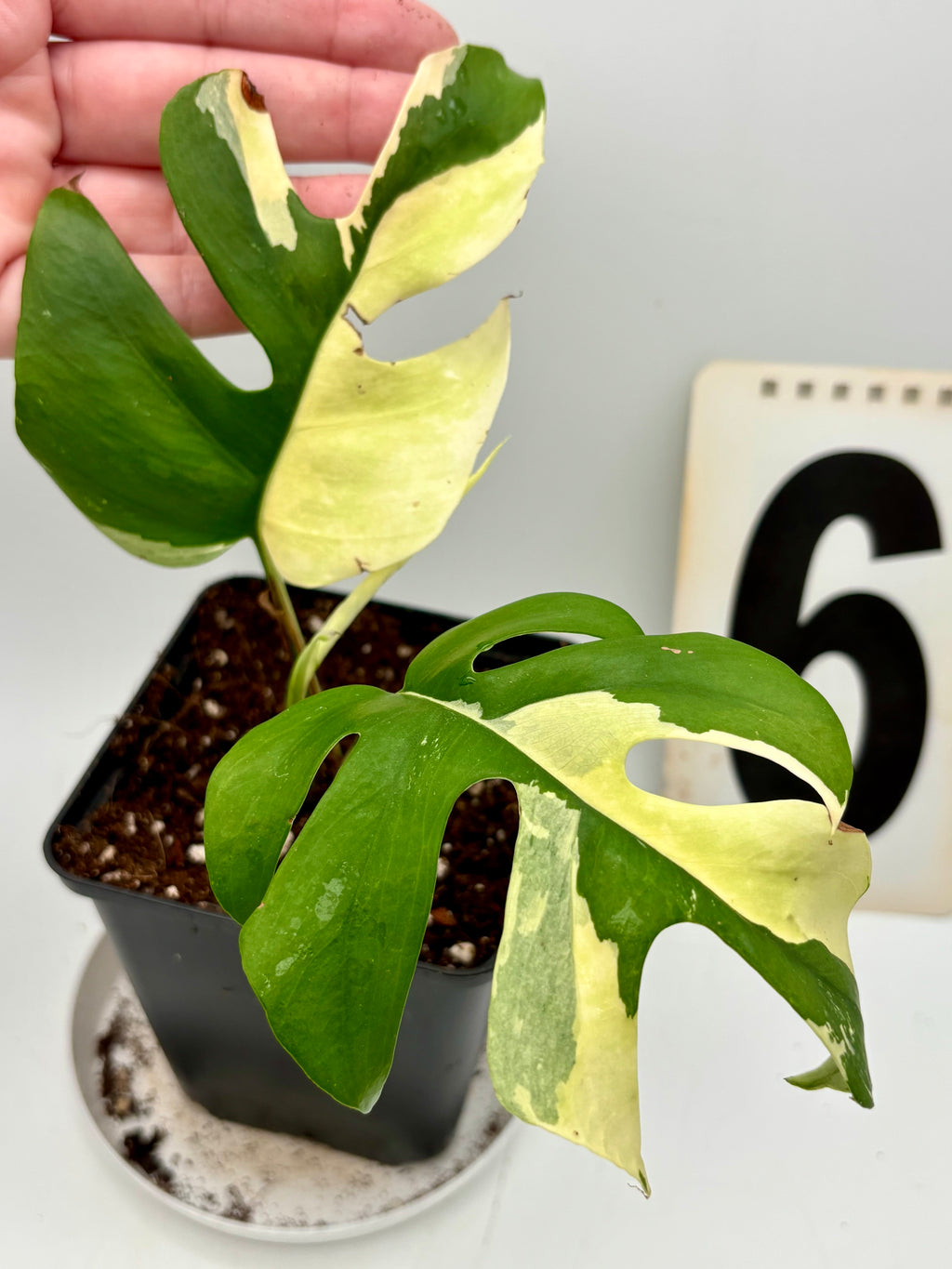 Rhaphidophora Tetrasperma Albo Variegata, Monstera Minima, mit grünen und weißen variegierten Blättern, Topfpflanze, exotisch und dekorativ