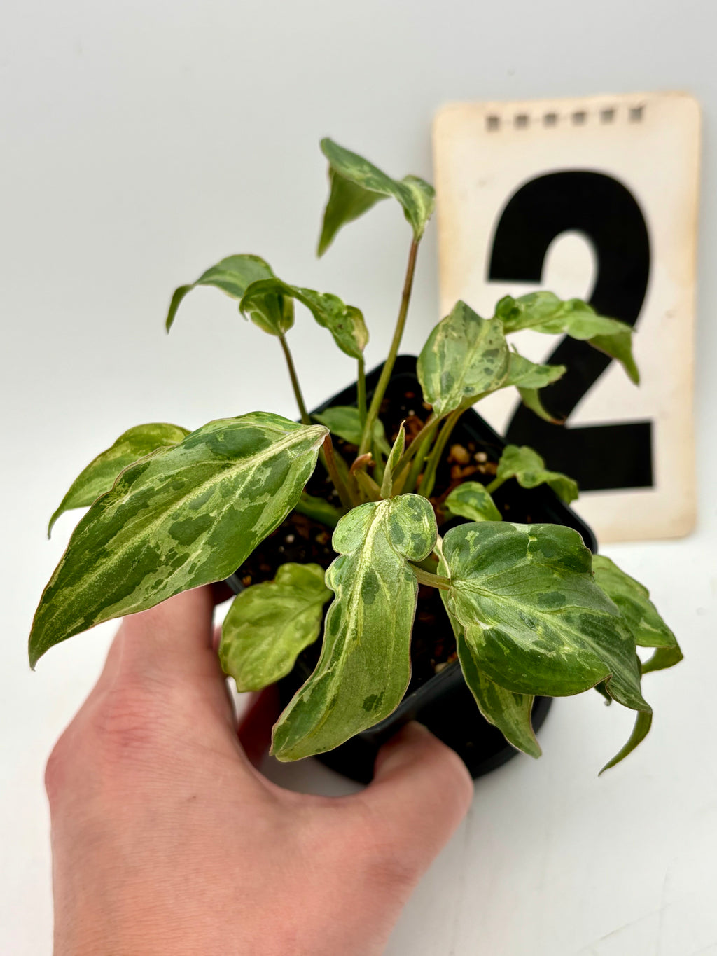 Jungpflanze des Philodendron Gloriosum Variegata, auch Snow Leopard, mit weißen und grünen Blättern, von Exotic-Flowers.