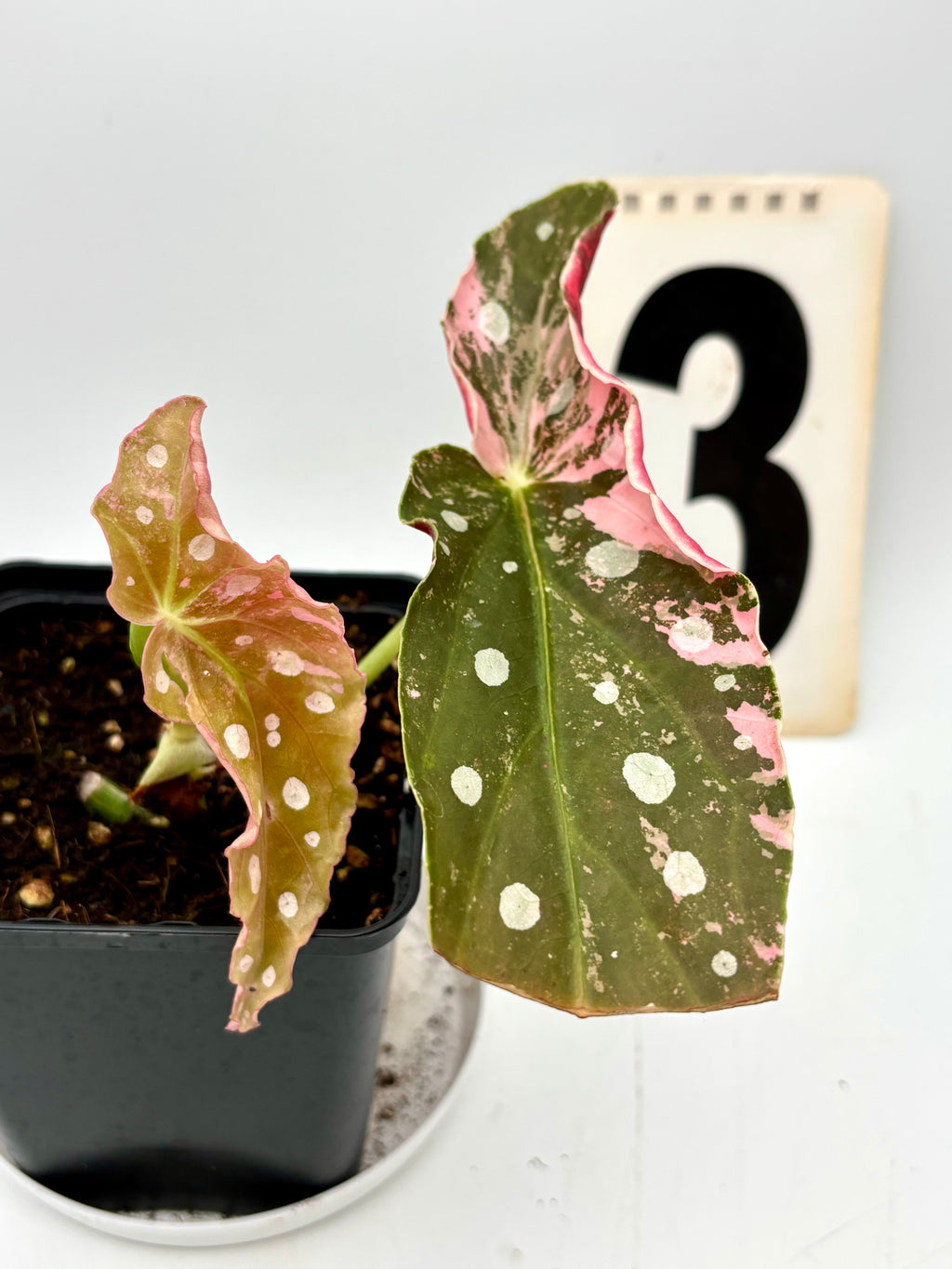 Begonia Maculata Pink Variegata
