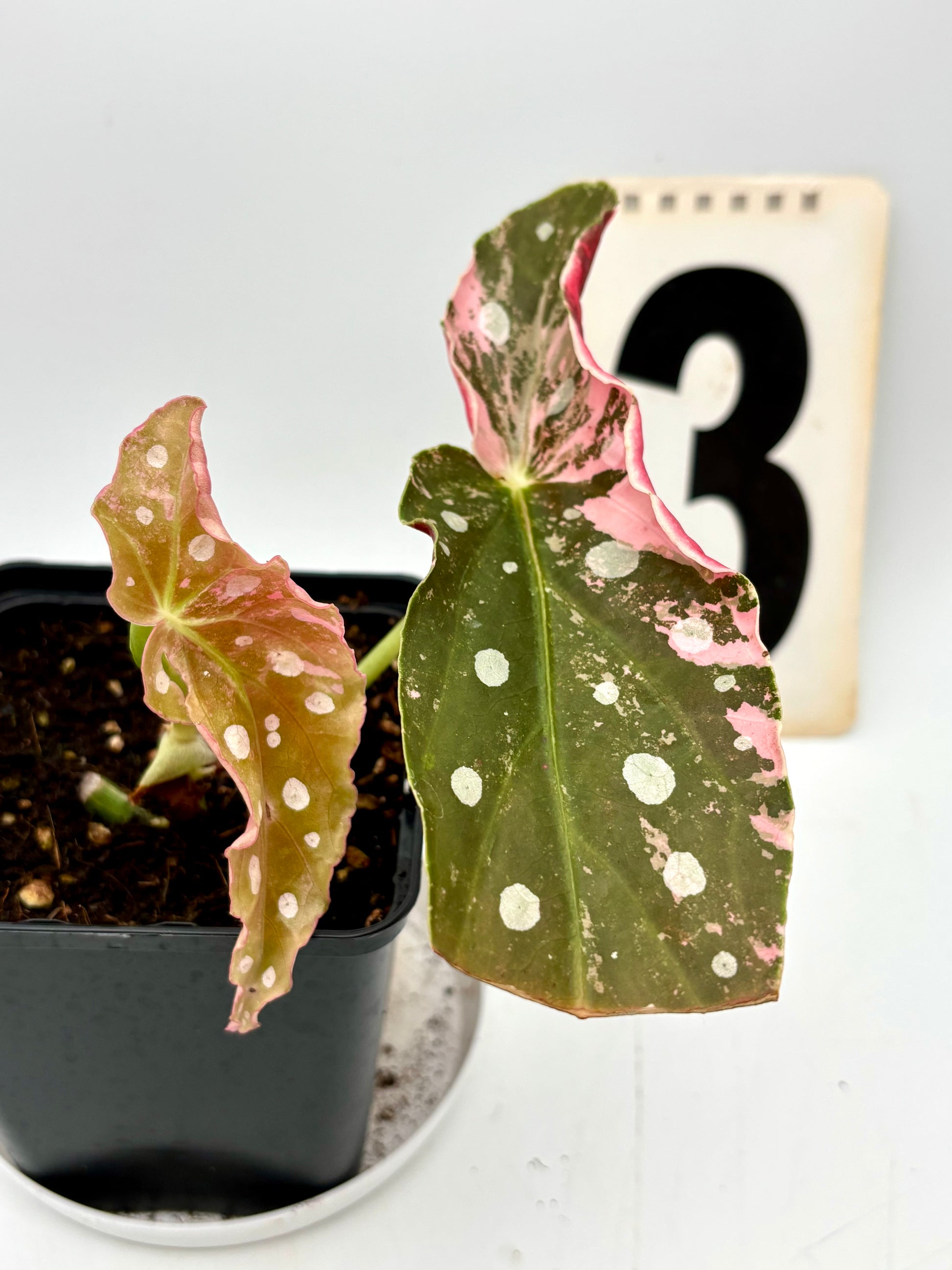Begonia Maculata Pink Variegata