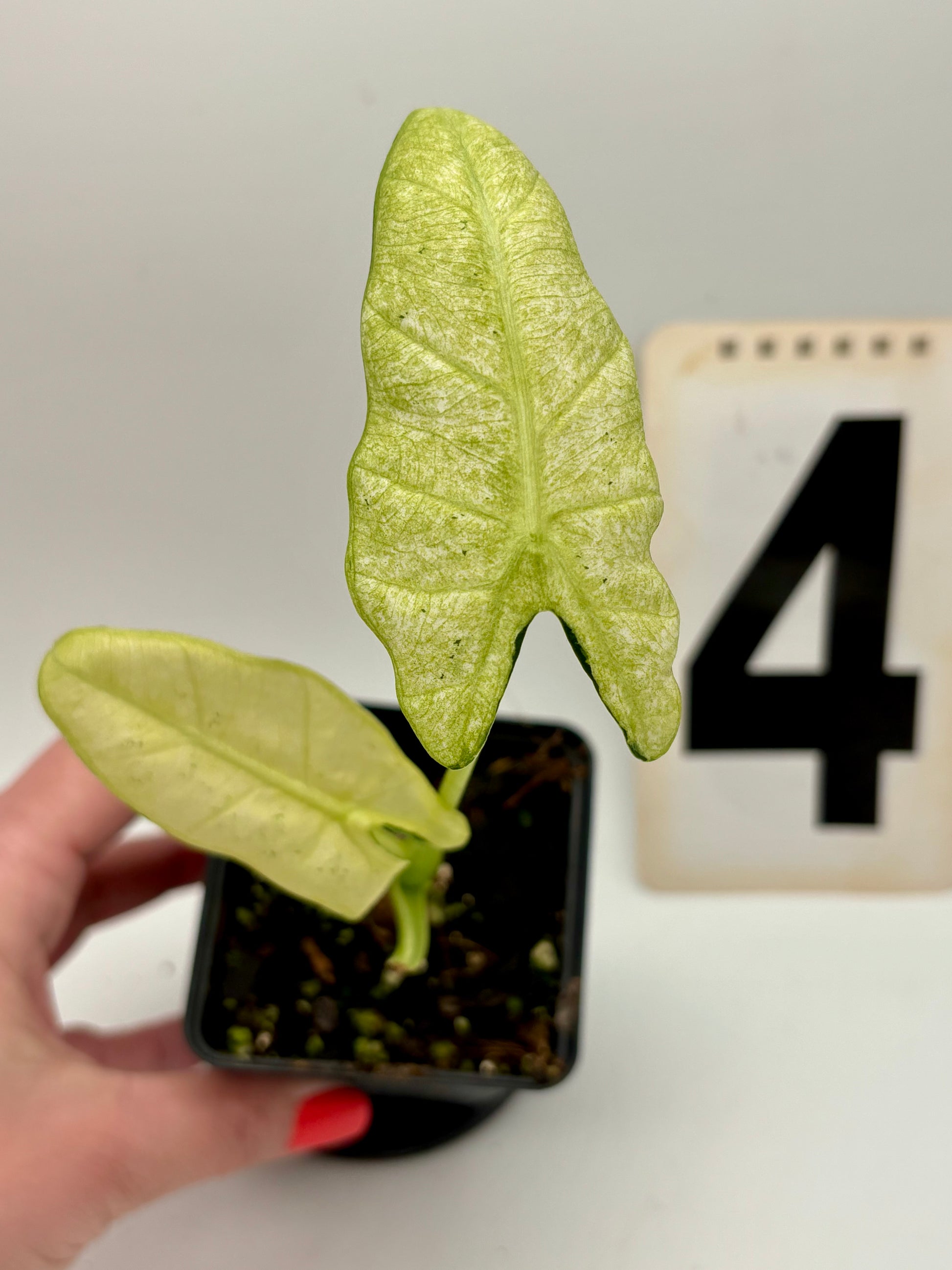 Alocasia Frydek Mint Pflanze von Exotic-Flowers mit grünen, strukturierten Blättern in Top-Ansicht