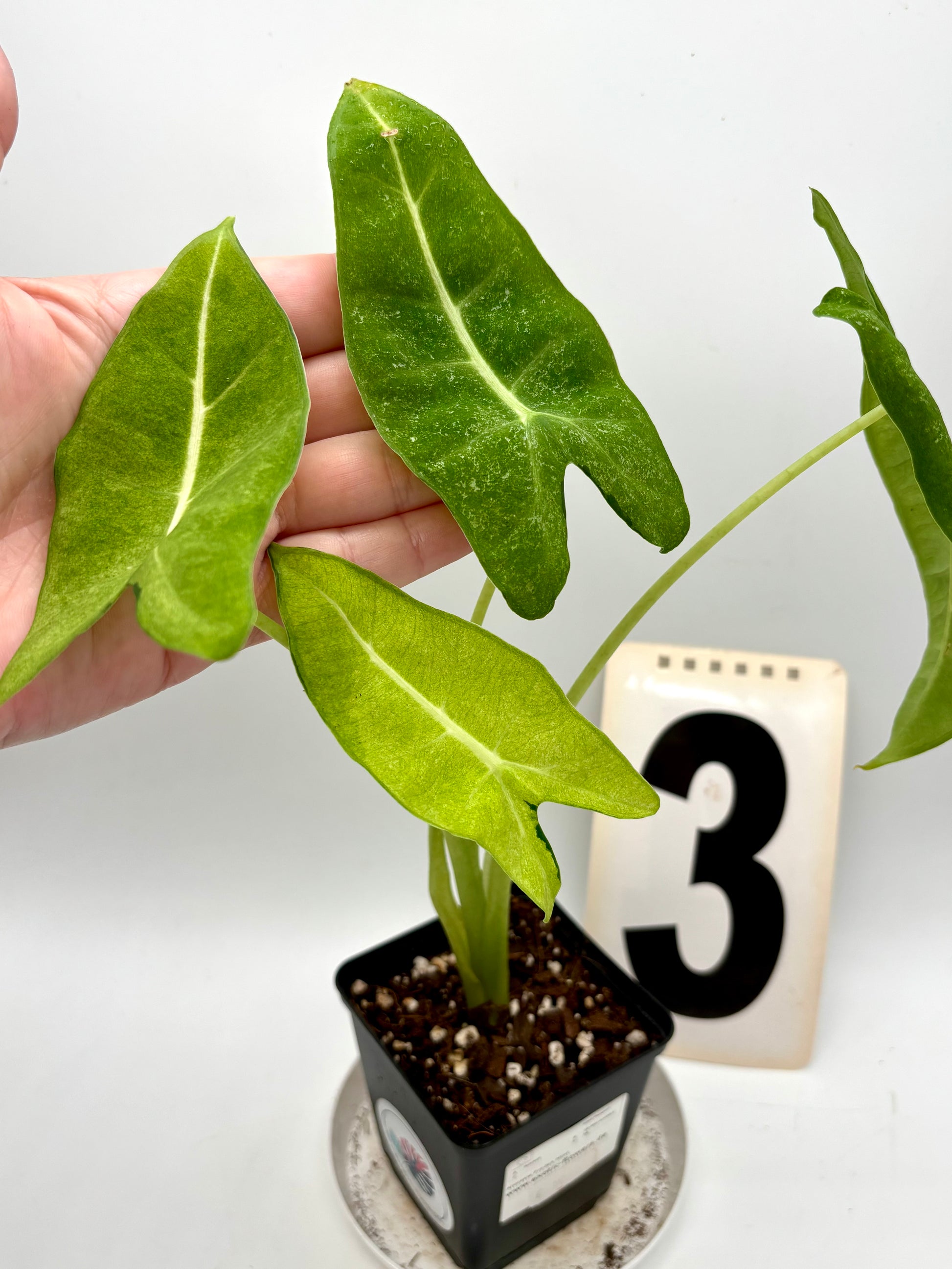 Alocasia Frydek Mint