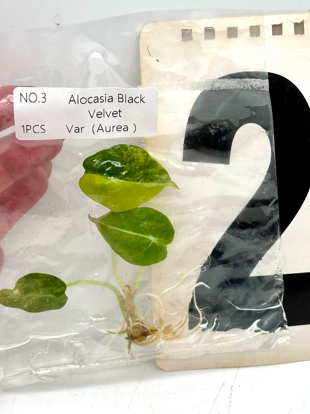 TC - Alocasia Black Velvet Aurea Variegata
