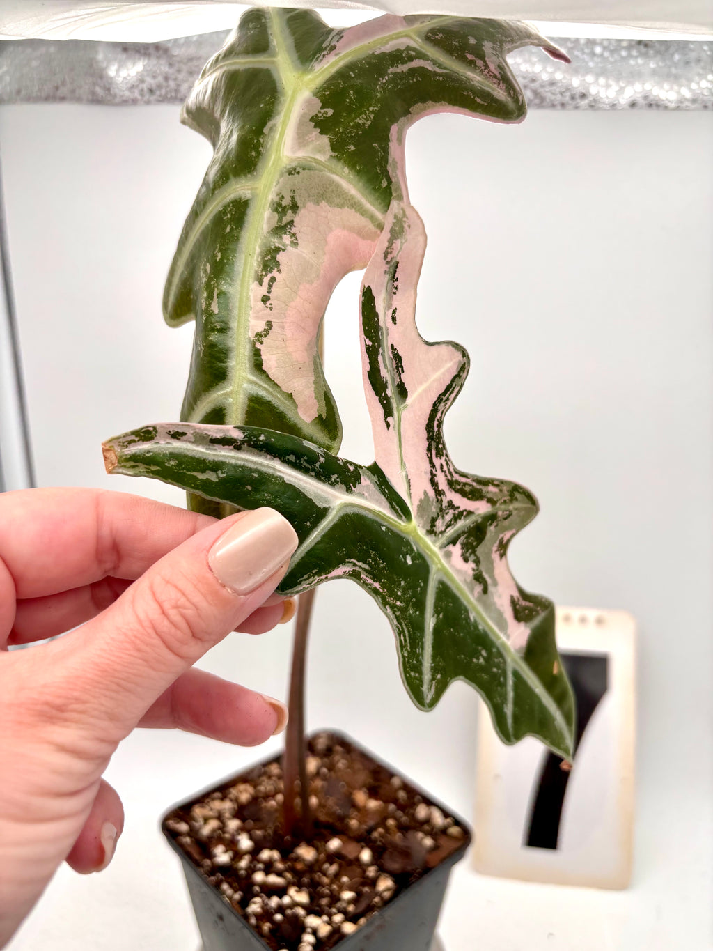 Alocasia Nobilis Variegata Pflanze mit großen grünen und weißen gemusterten Blättern, exotische Zimmerpflanze von Exotic-Flowers
