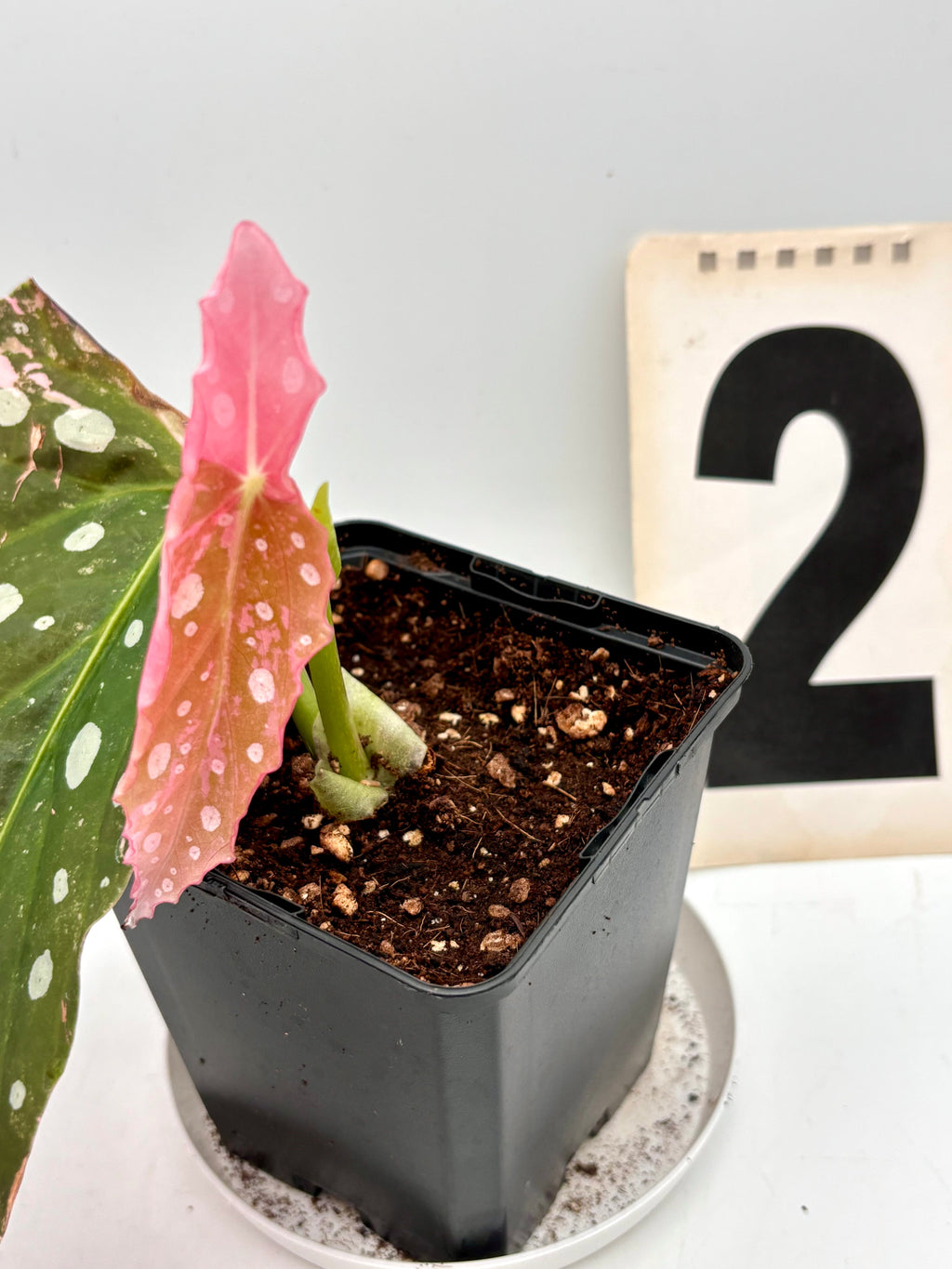 Begonia Maculata Pink Variegata