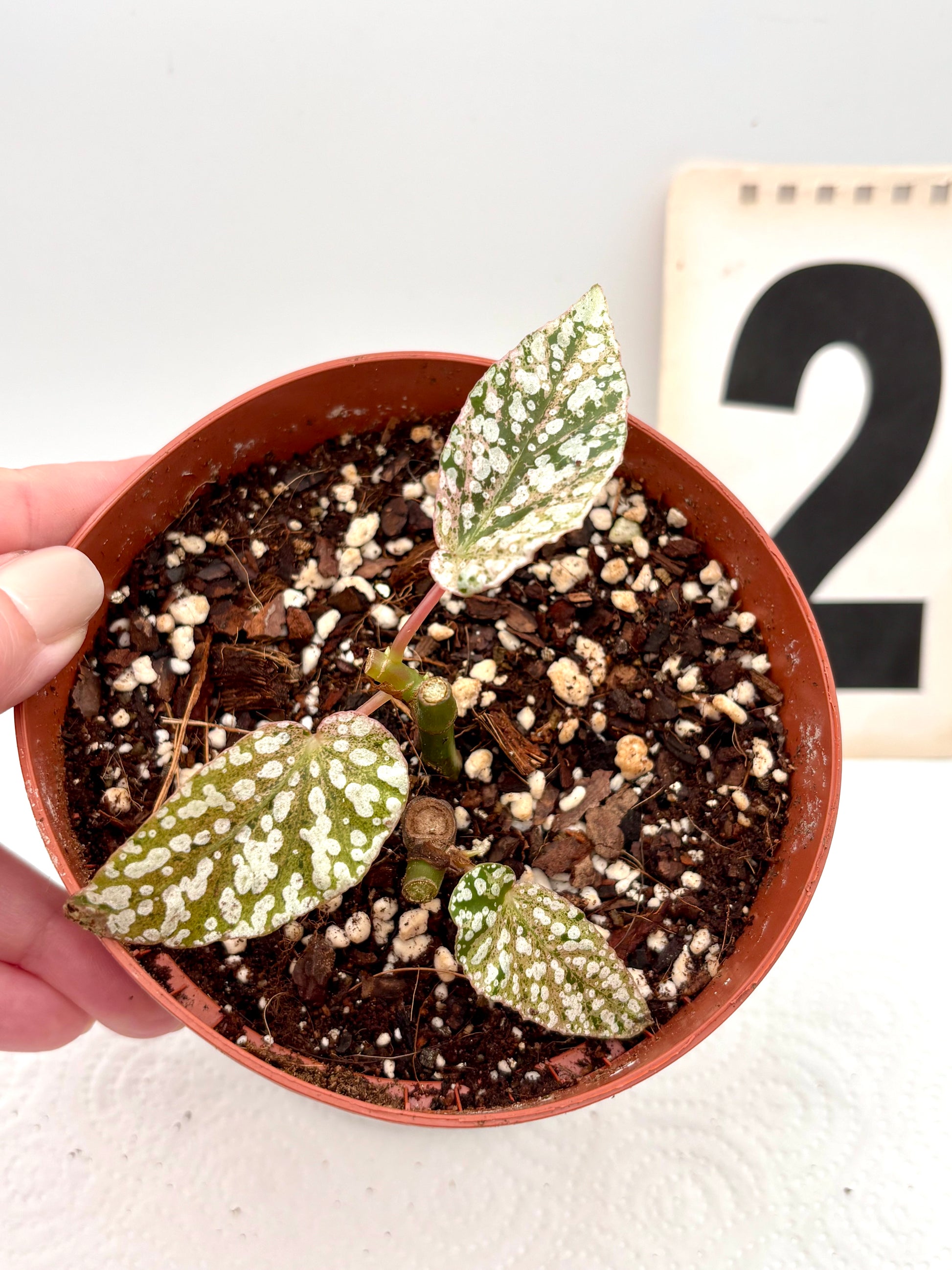 Begonia Snowcap Variegata