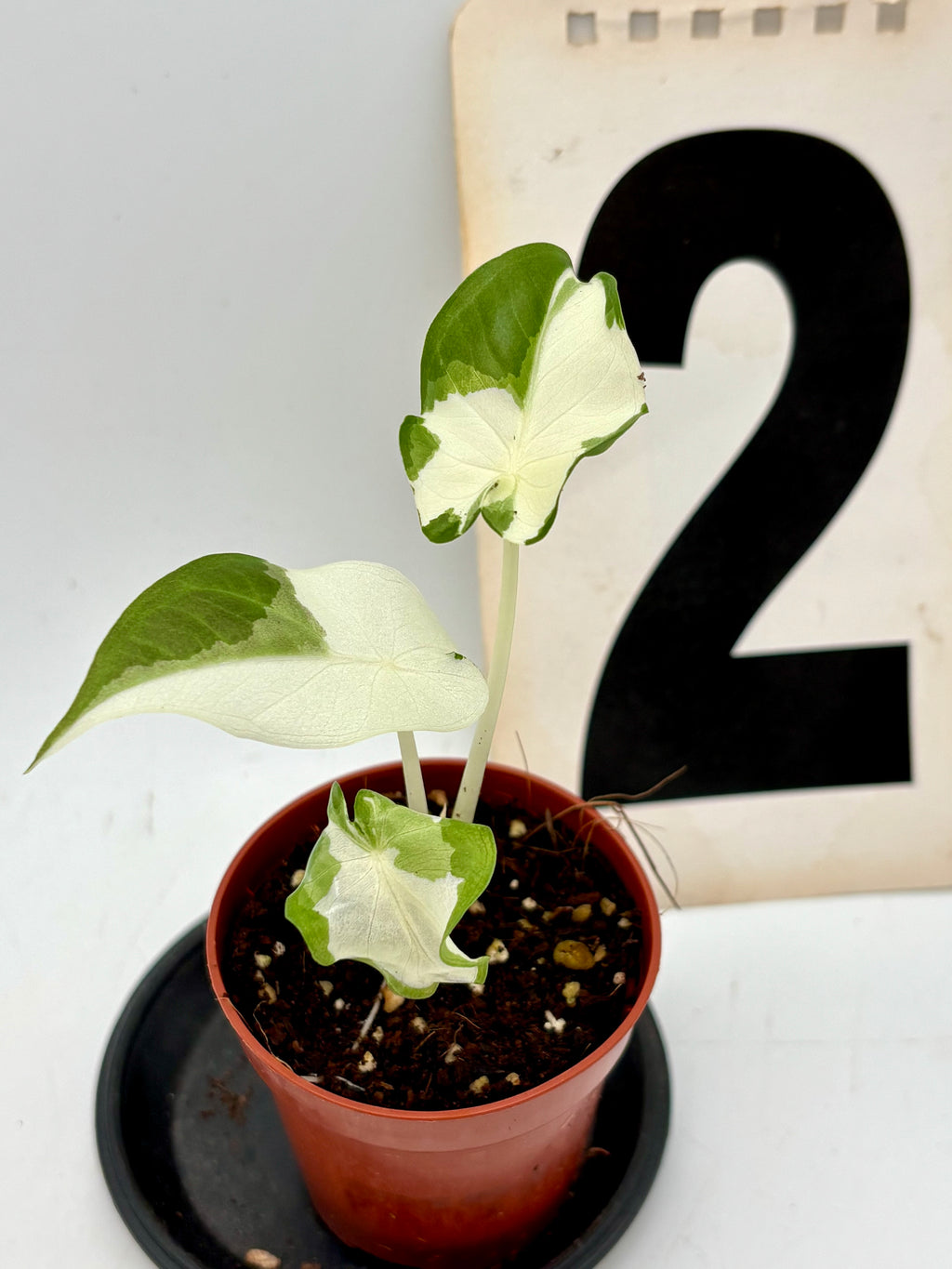 Alocasia Regal Shield Albo Variegata