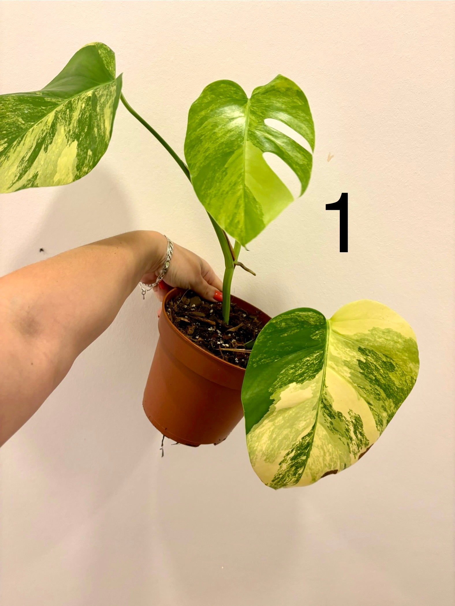 Monstera Aurea Variegata