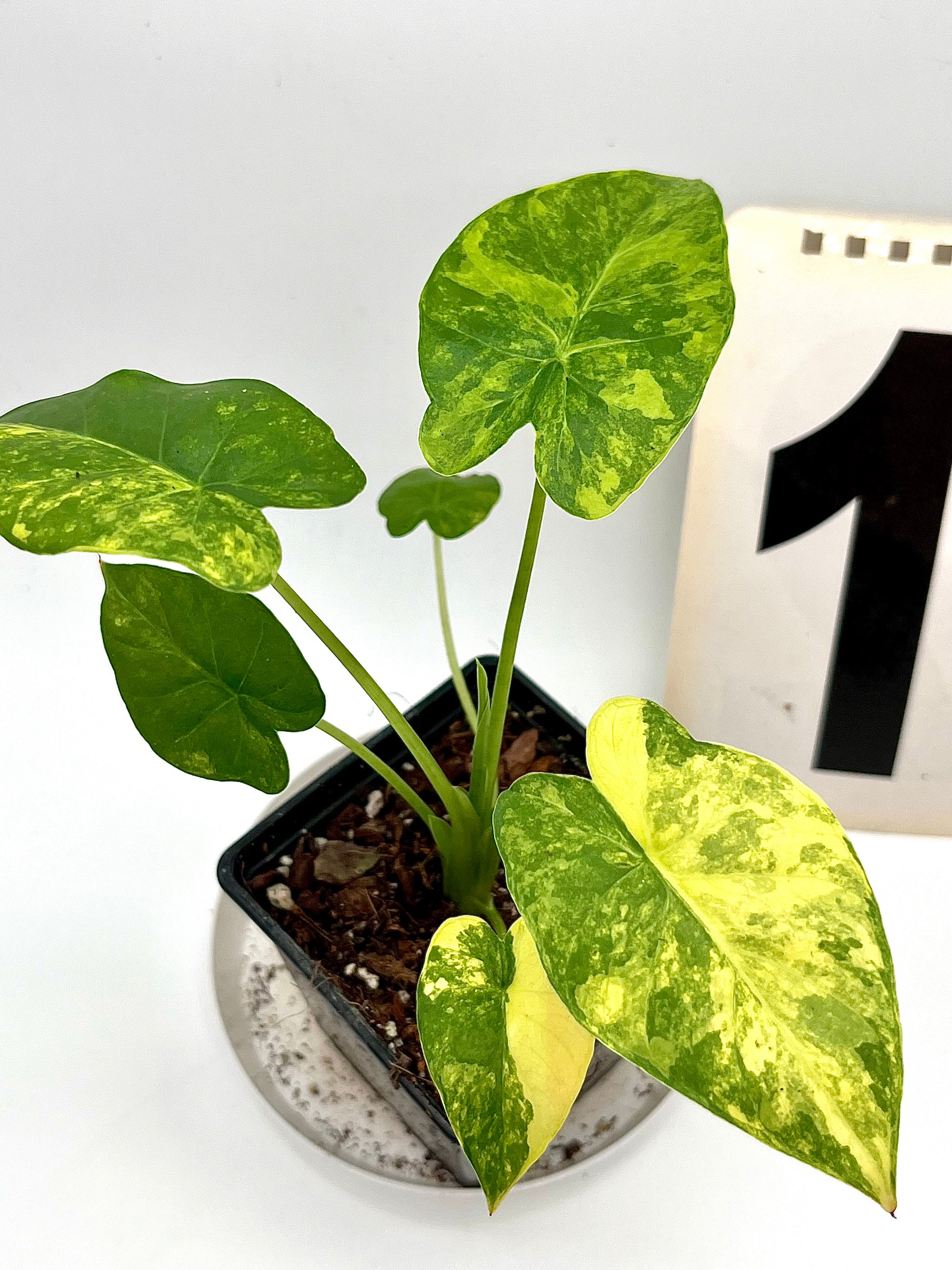 Alocasia Odora Aurea