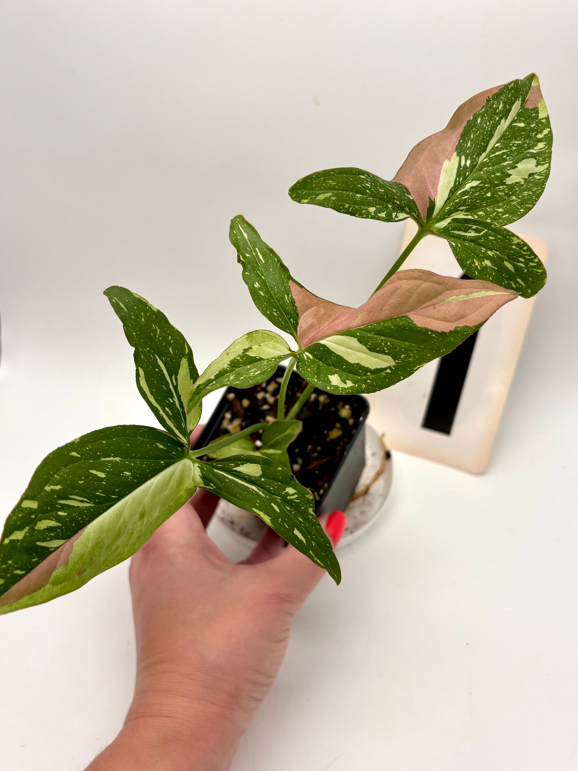 Syngonium Red Spot Tricolor