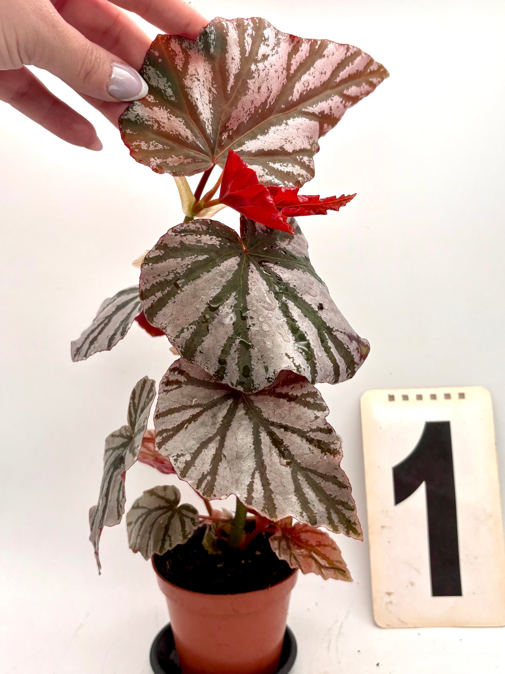 Begonia Looking Glass