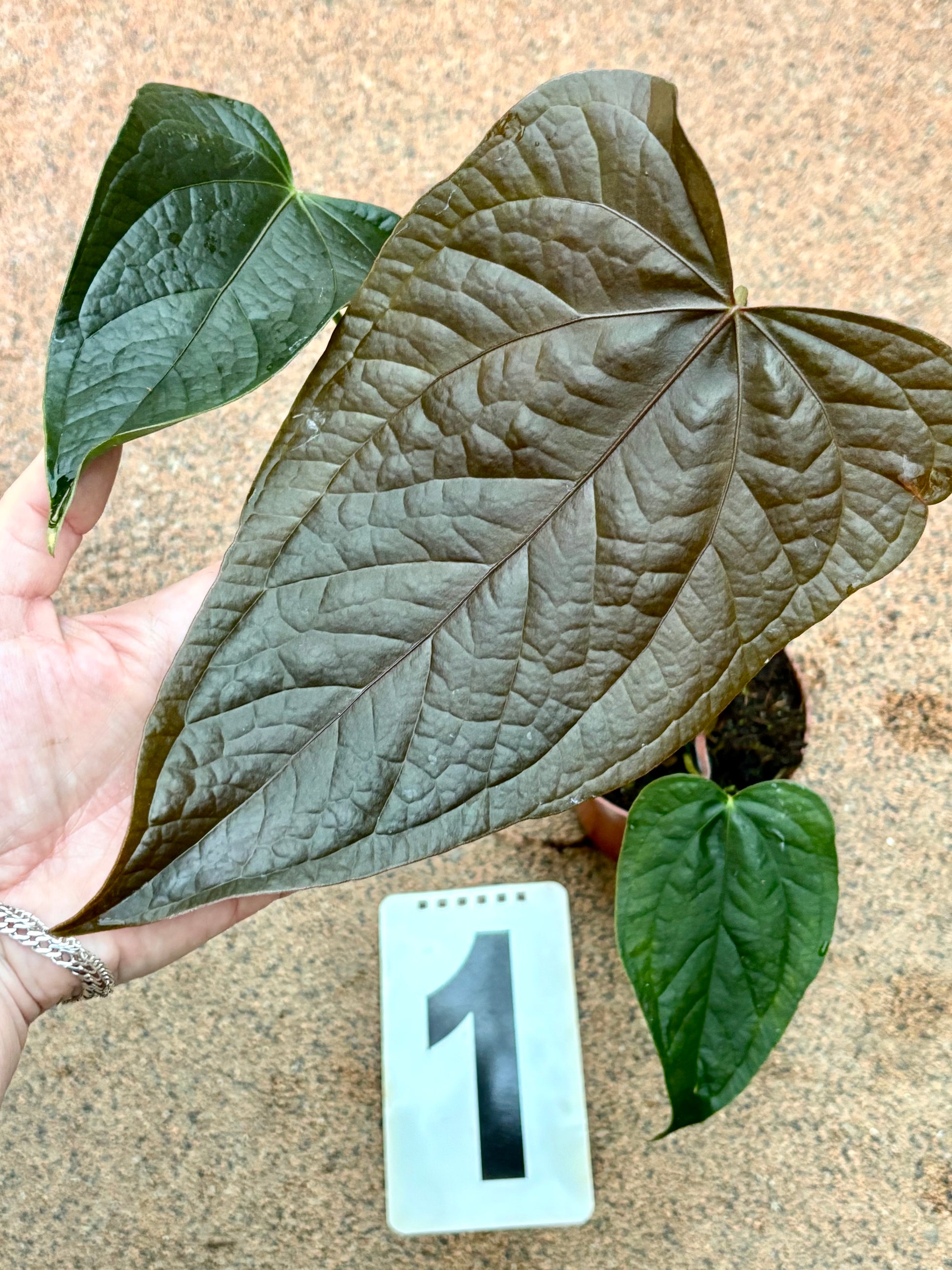 Anthurium Queen of Hearts - Exotic-Flowers