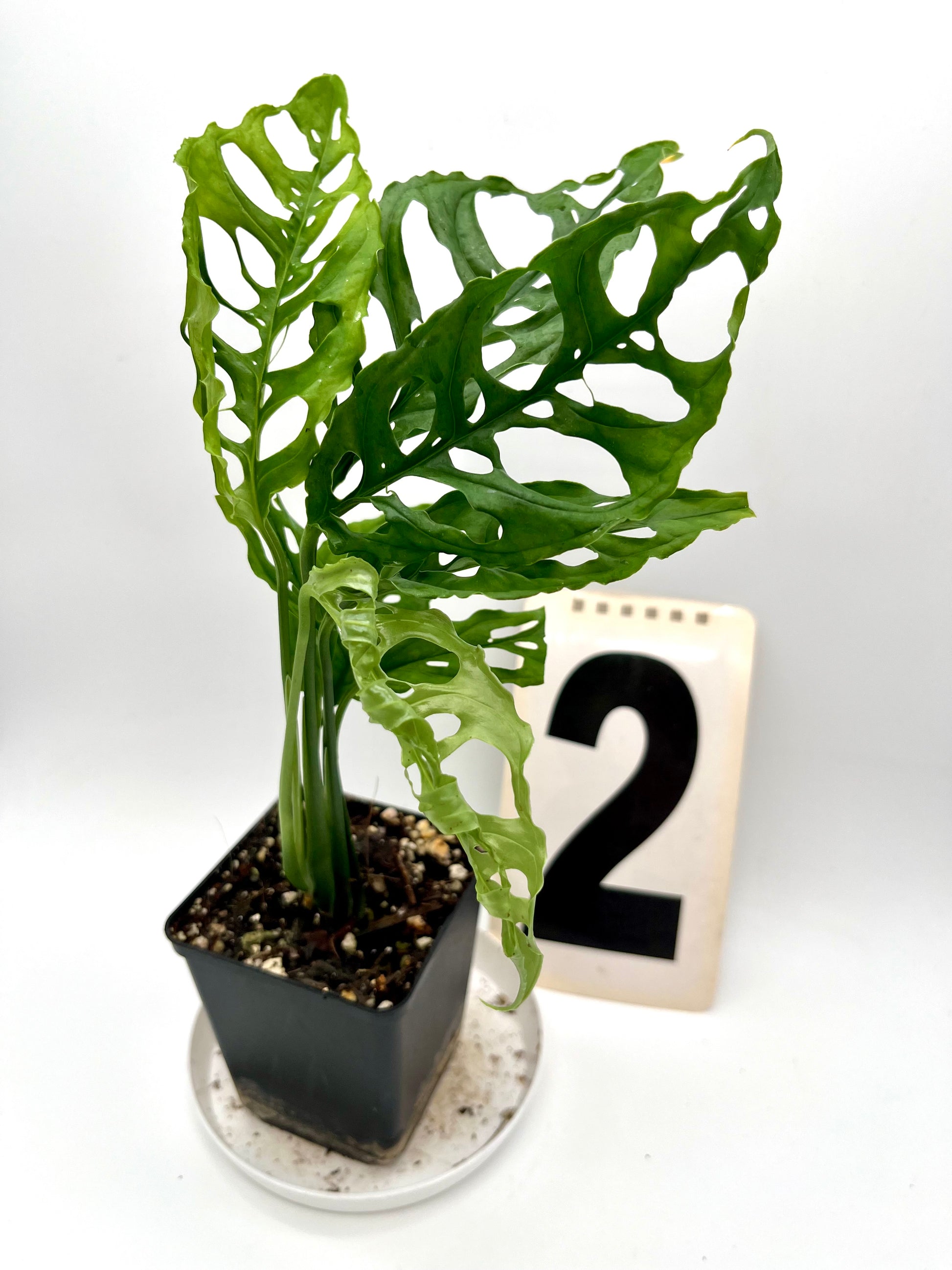 Monstera Obliqua Peru