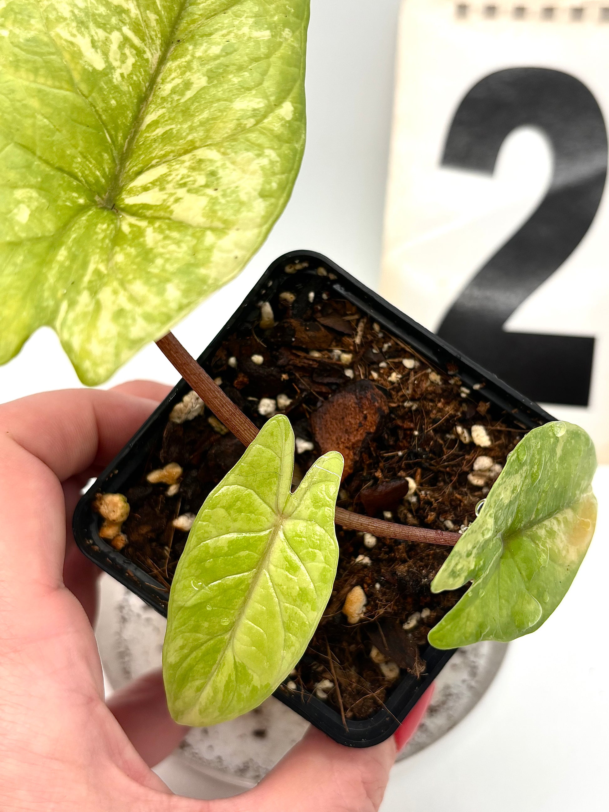Alocasia Scalprum Variegata