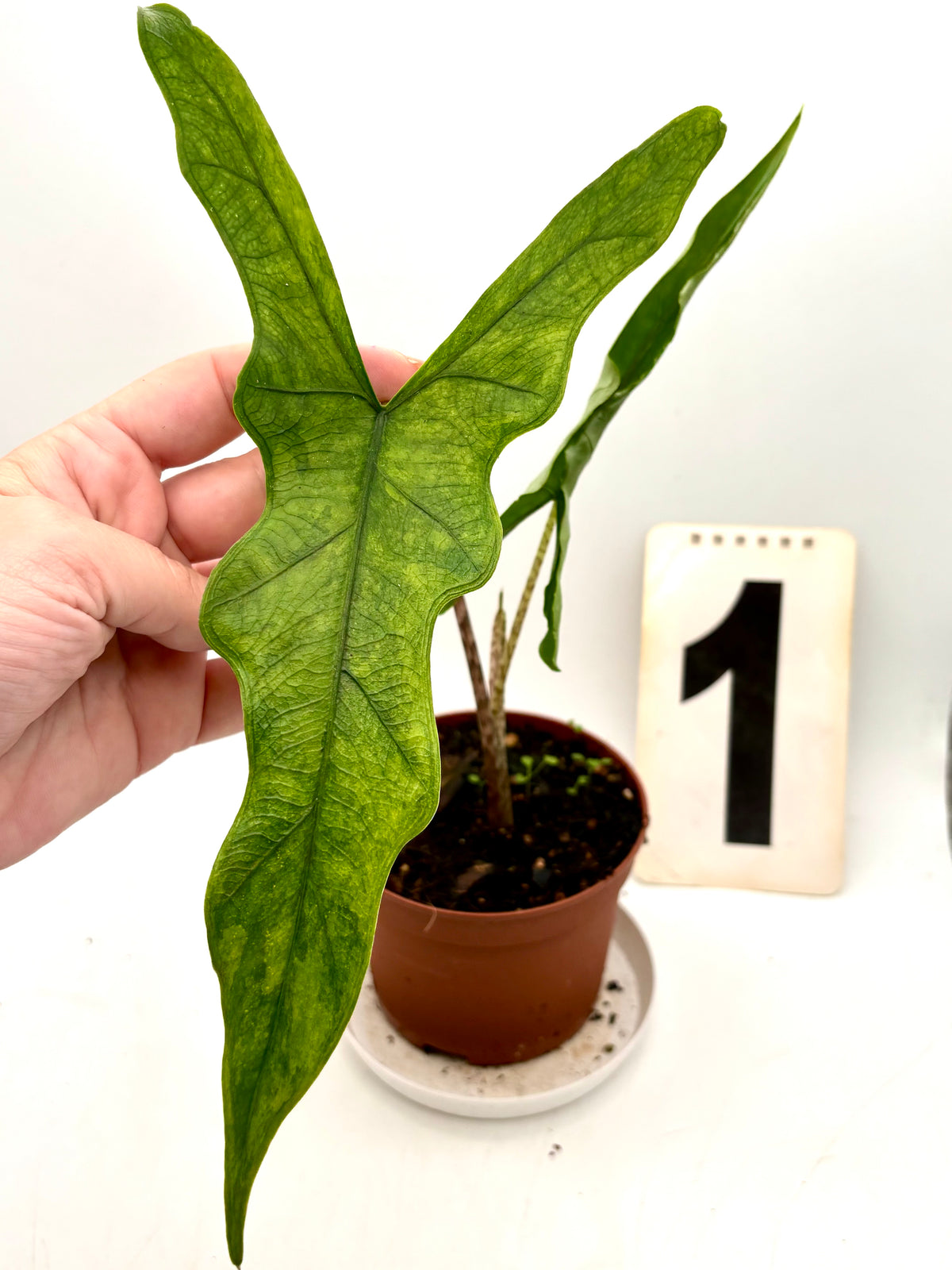 Alocasia Sabrina Variegata von Exotic-Flowers, grüne Blätter mit weißen Variegationsmustern, große Pflanze in Topf sichtbar