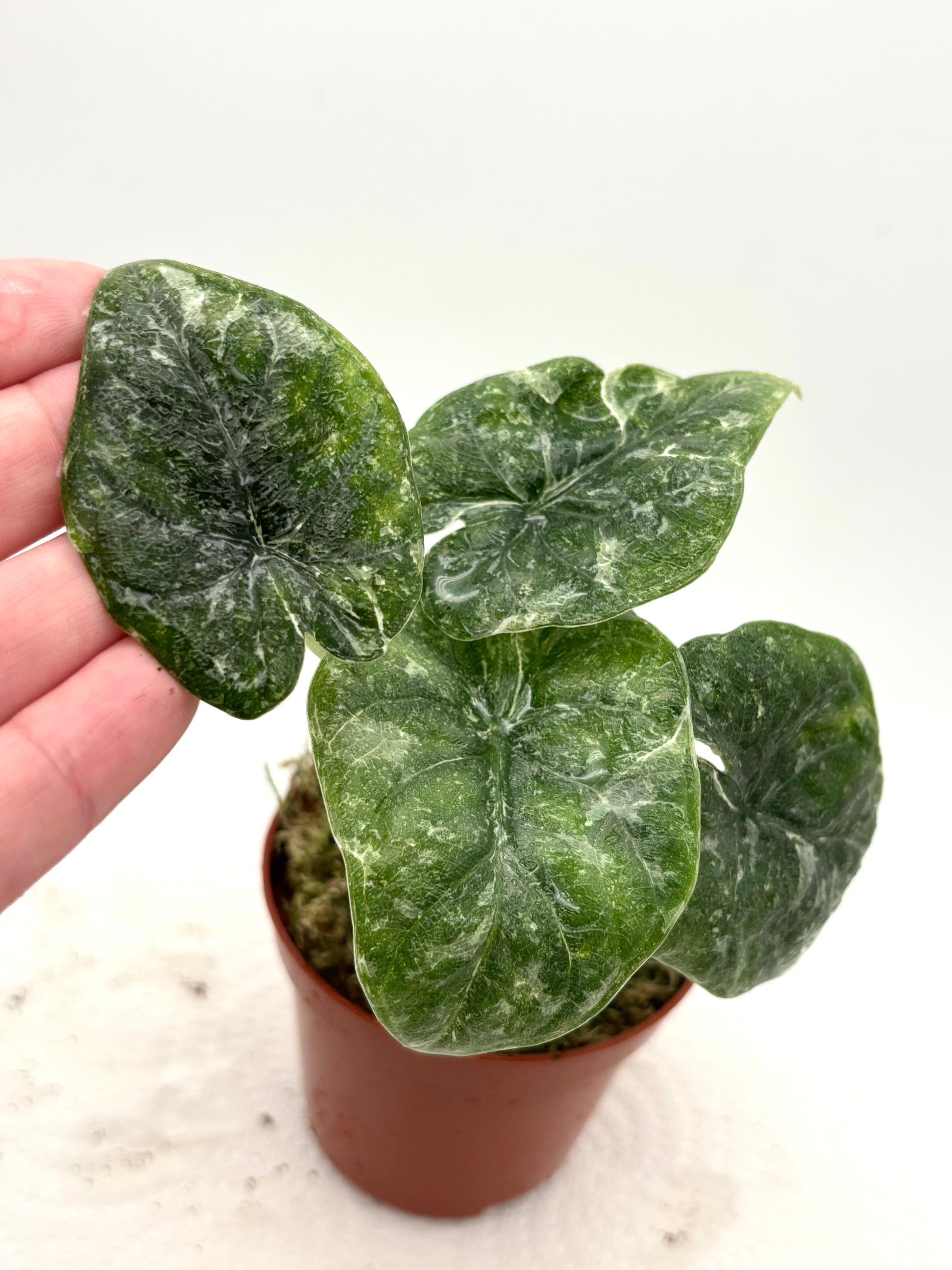 Alocasia Melo Variegata Splash