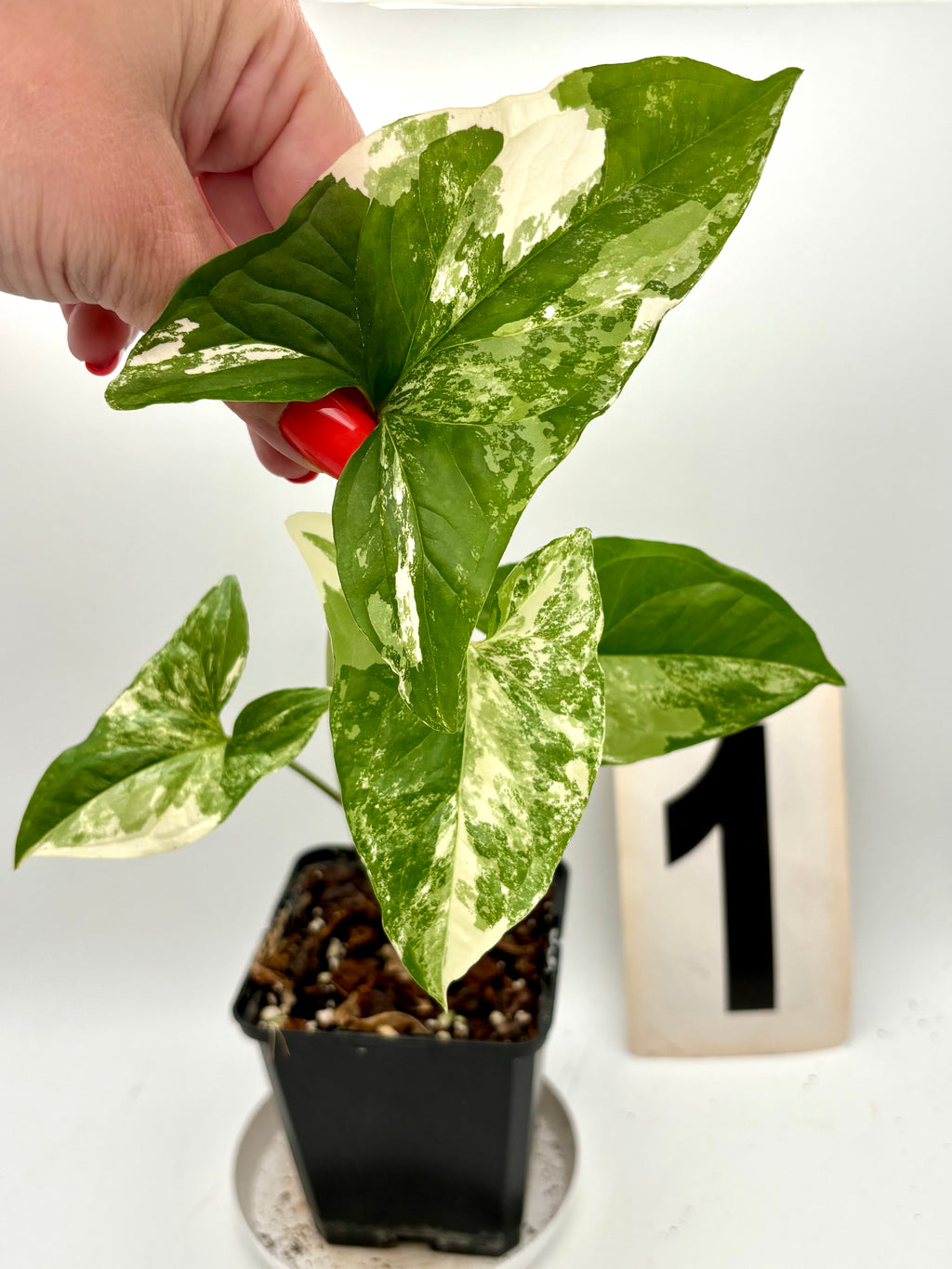 Syngonium Albo Variegata Pflanze von Exotic-Flowers mit weißen und grünen Blättern, Topfpflanze für Zimmerdekoration